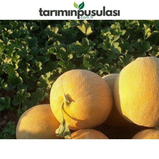 ASİL (ASEL) F1 Kavun Tohumu
