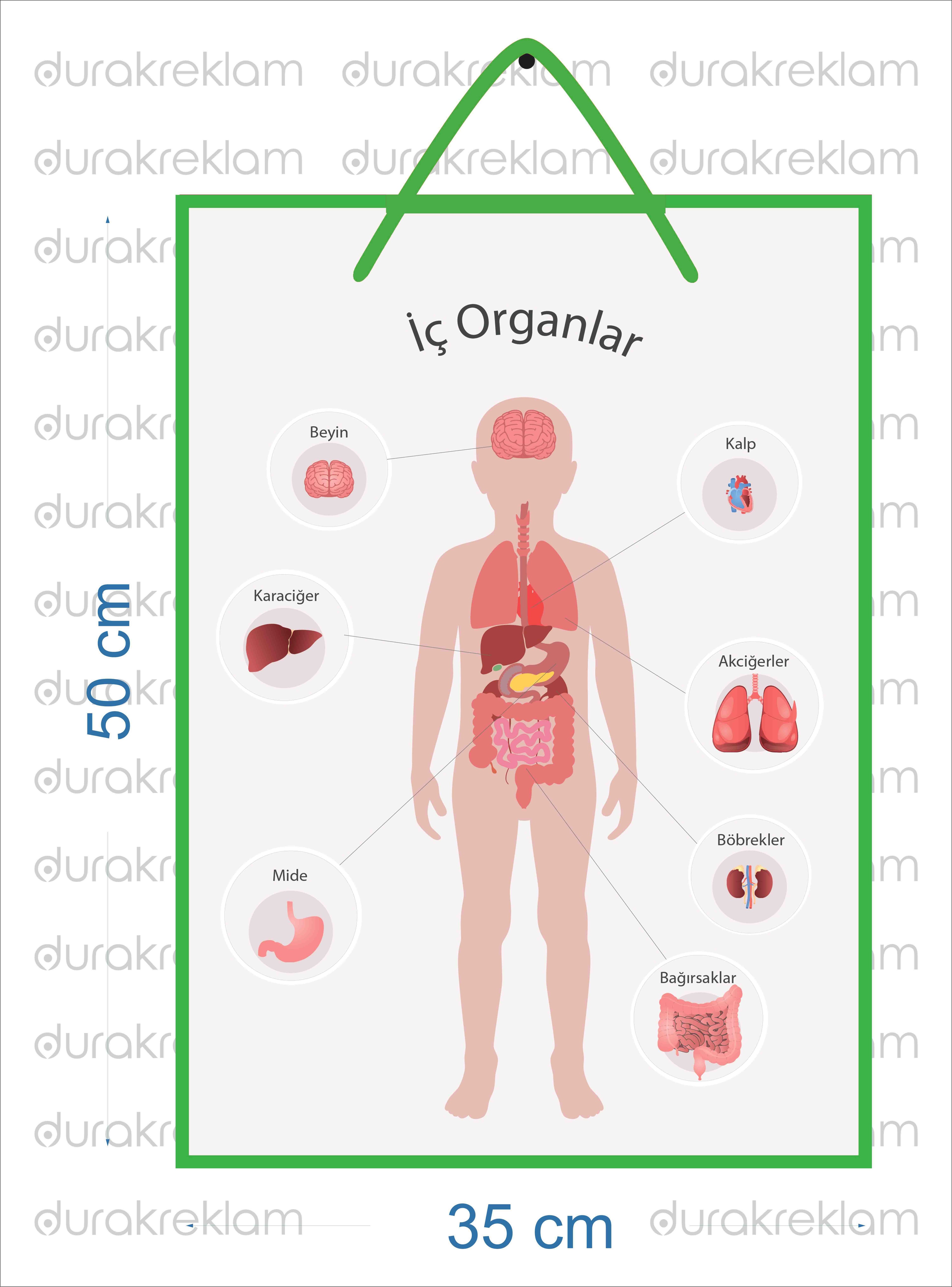 İç Organlar Öğretici Poster PVC