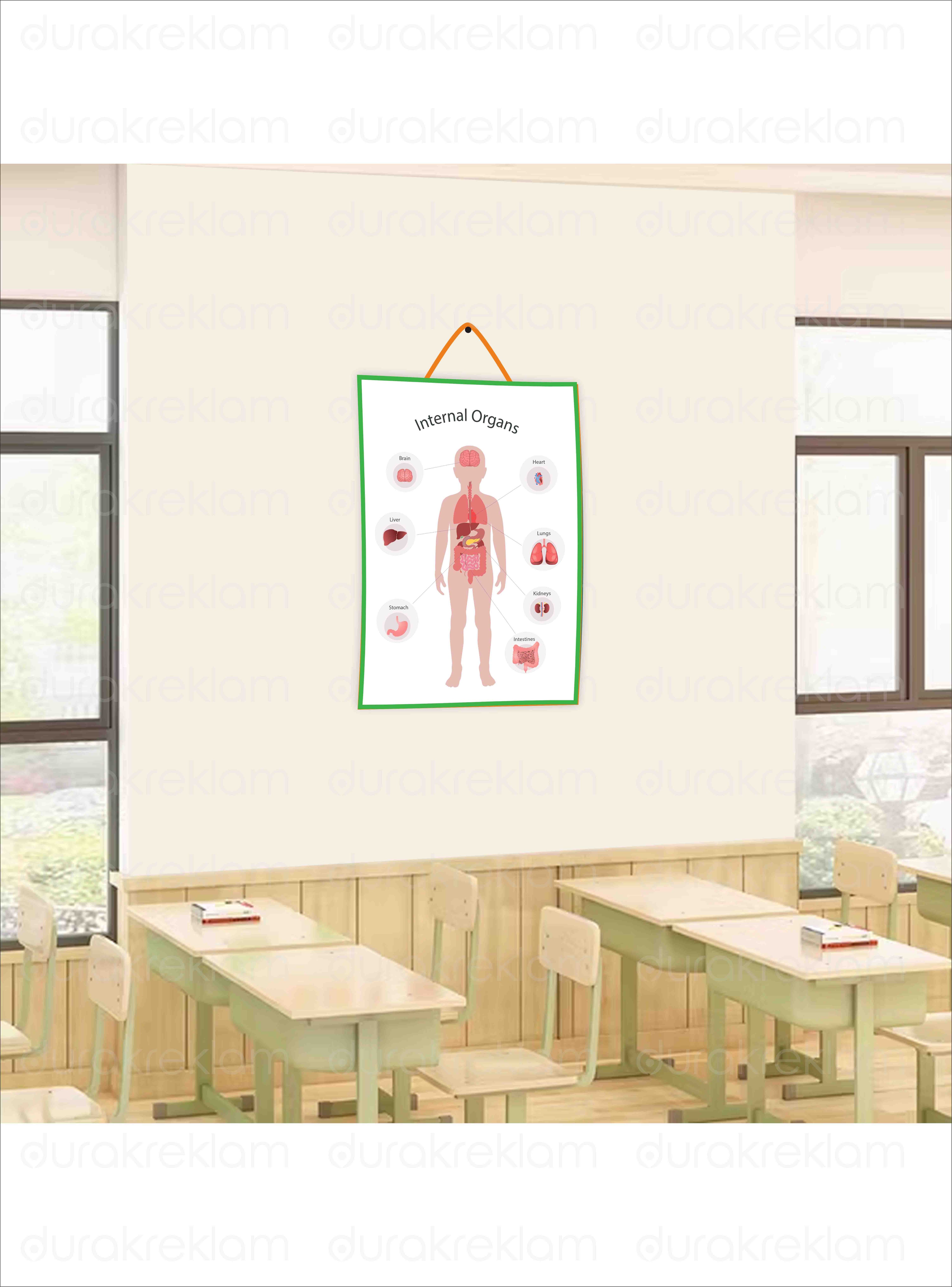 İngilizce İç Organlar Öğretici Poster PVC