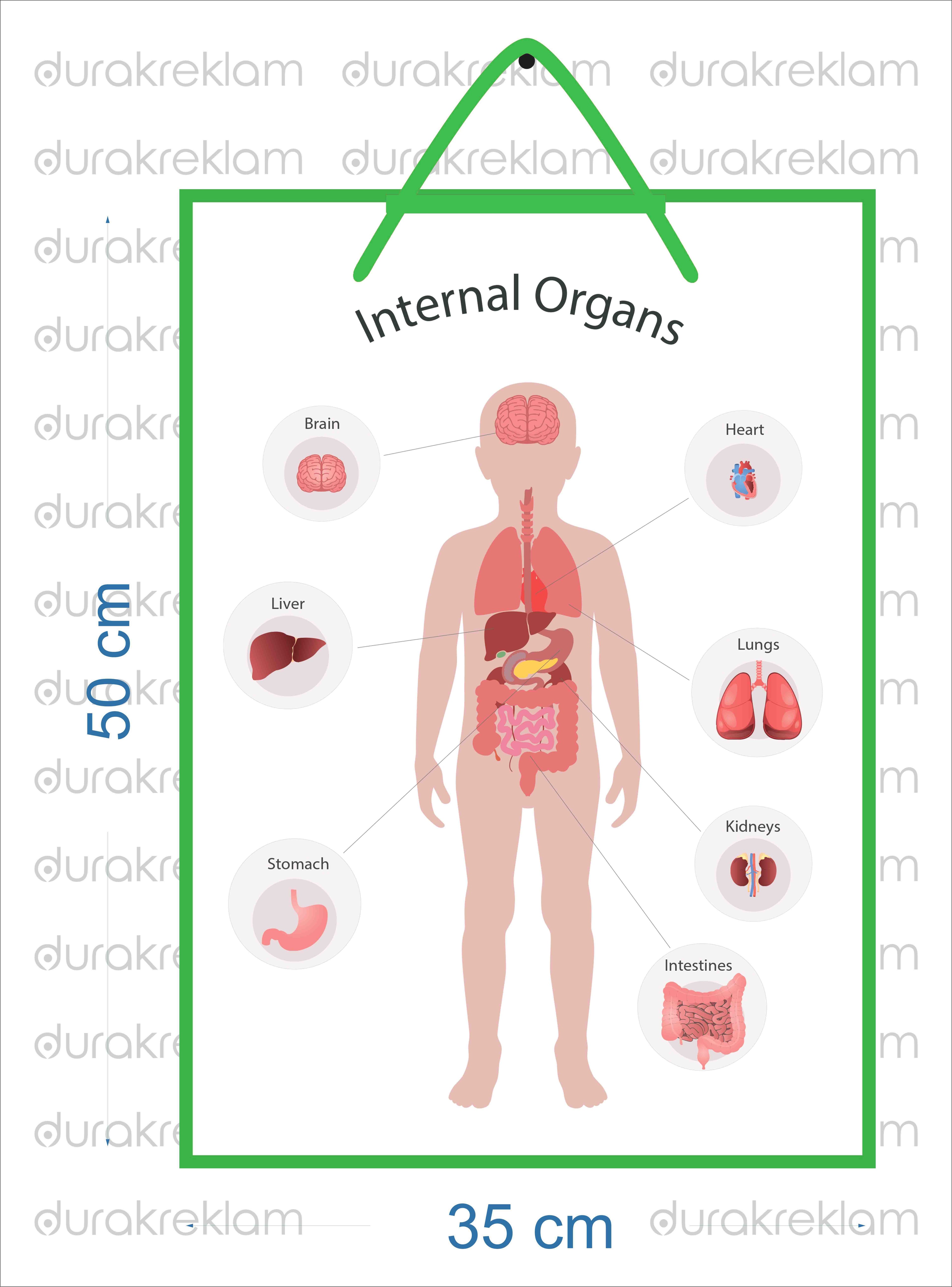 İngilizce İç Organlar Öğretici Poster PVC