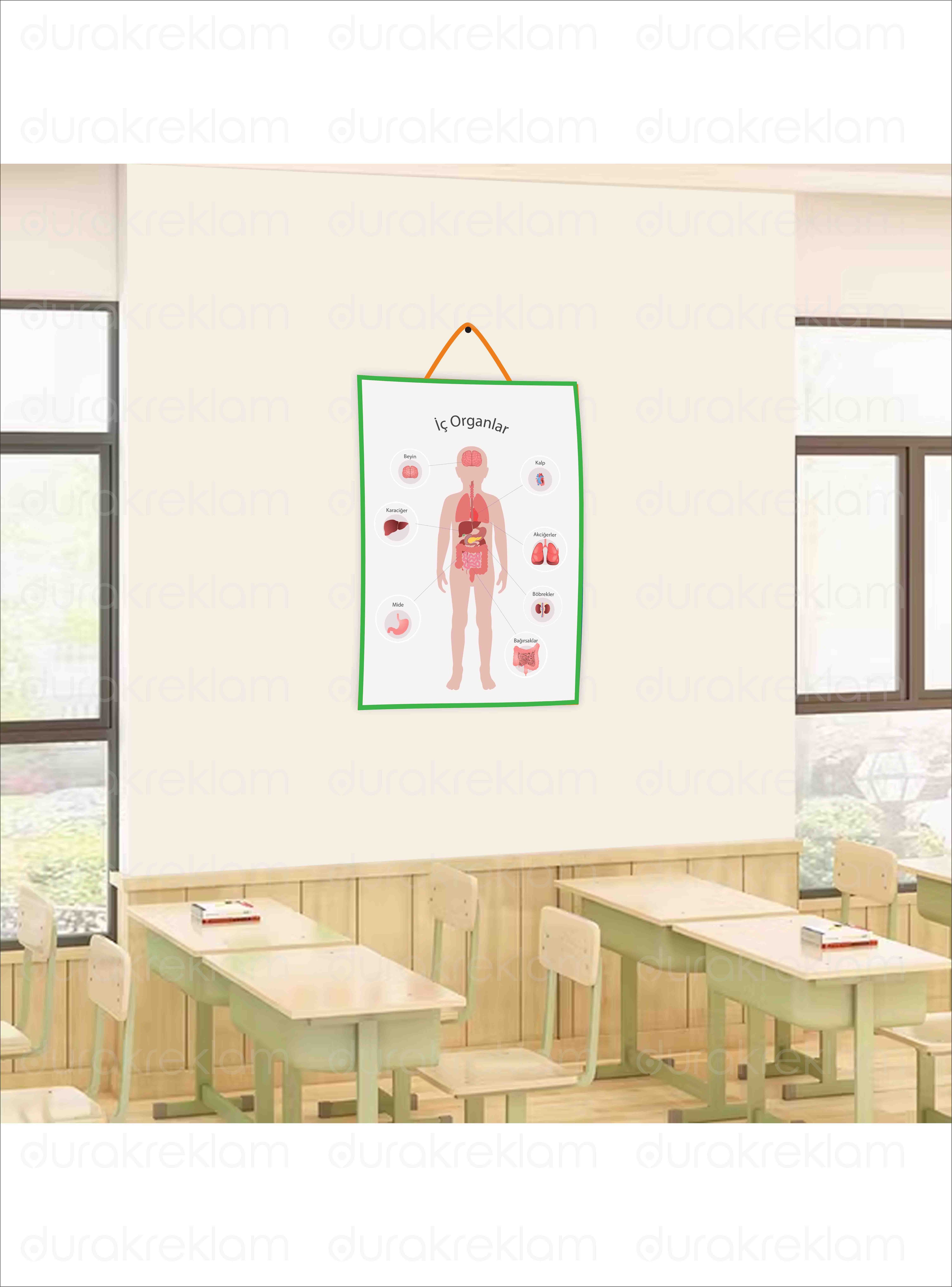 İç Organlar Öğretici Poster PVC