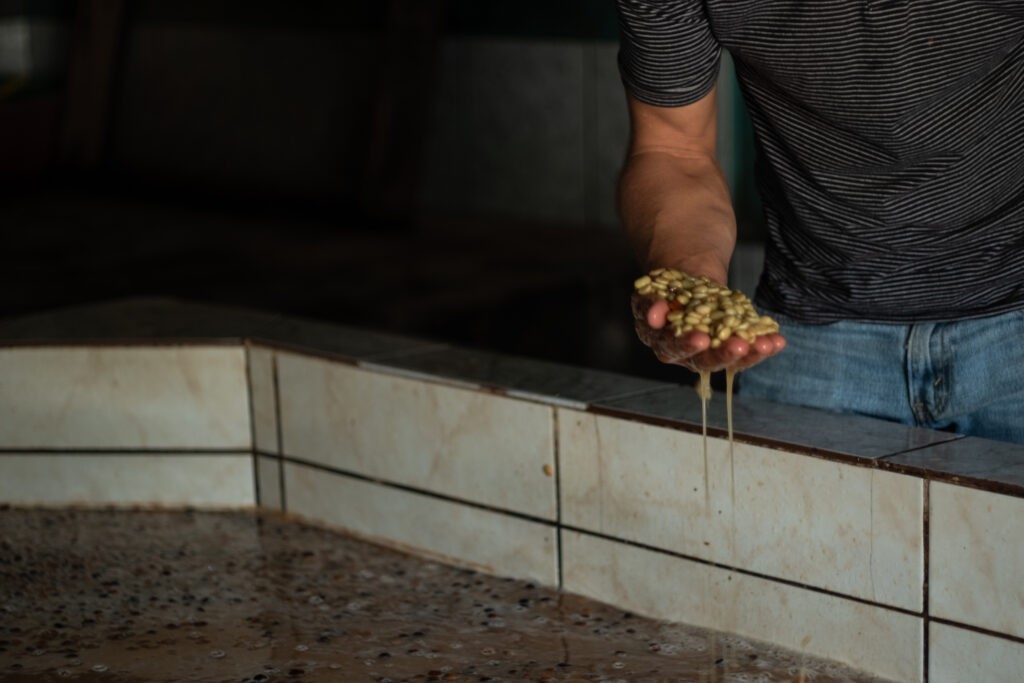 Honduras - El Ocotte (Honey Process) (Mango, Orman Meyveleri, Şarapsı)