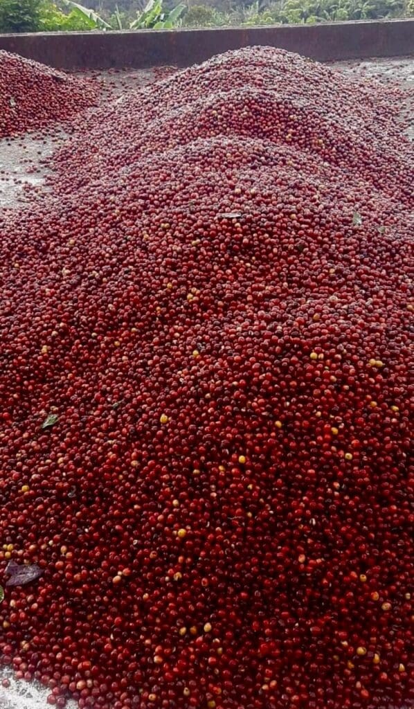 Kosta Rika - Los Robles MICROMILL