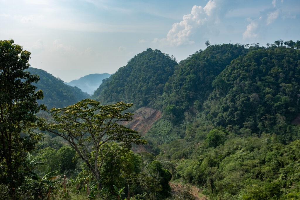 Honduras - El Ocotte (Honey Process) (Mango, Orman Meyveleri, Şarapsı)