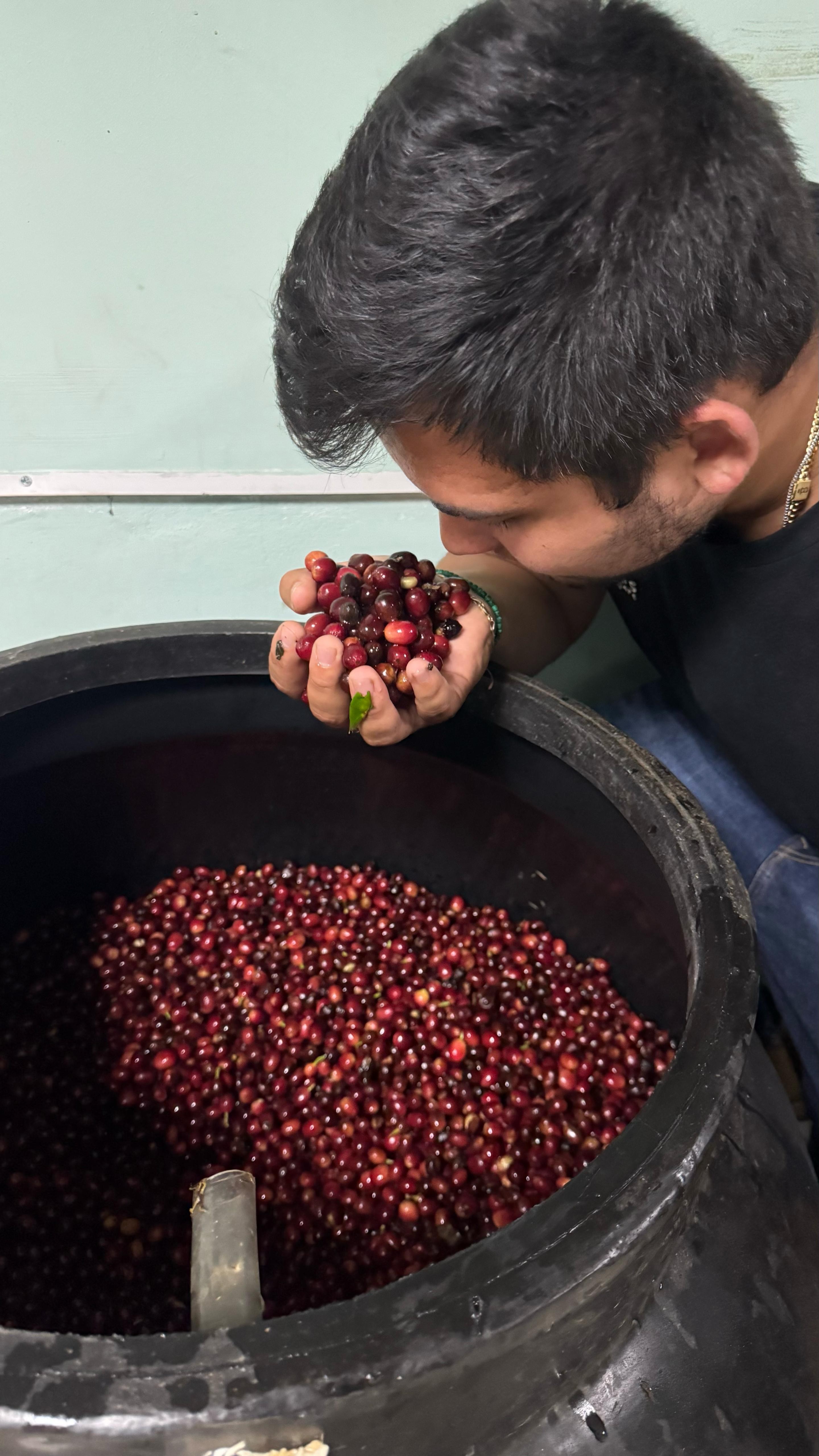 Panama Chevas Gesha Venus