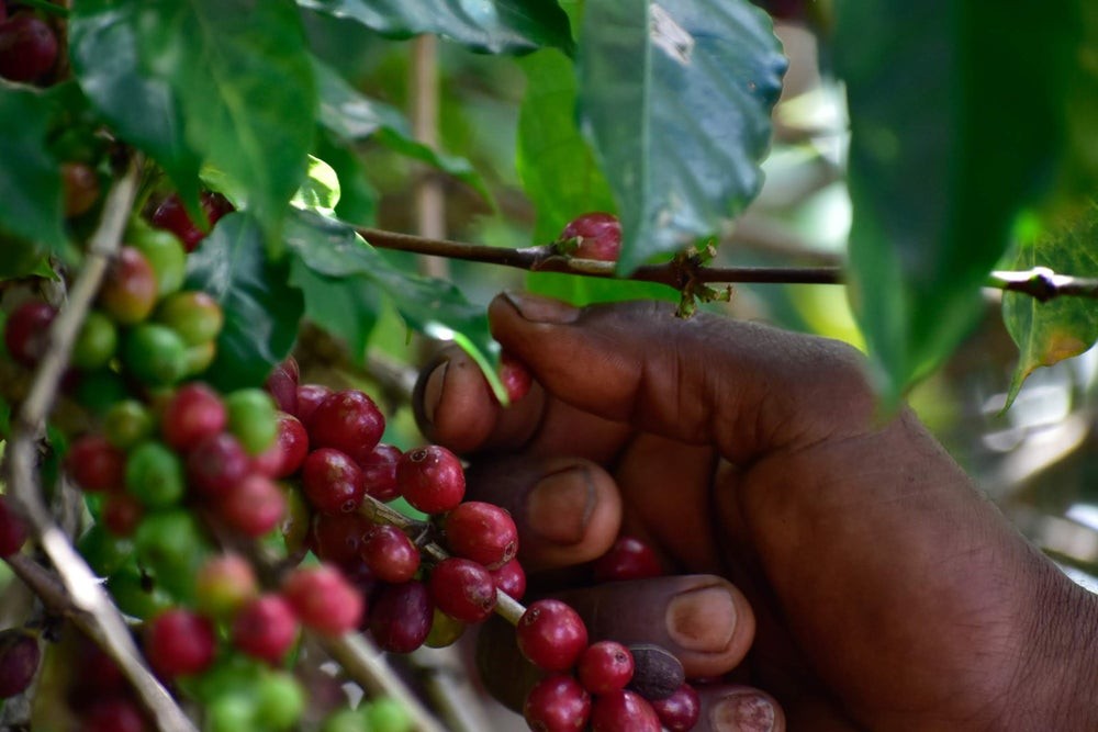 Ethiopia Kochere