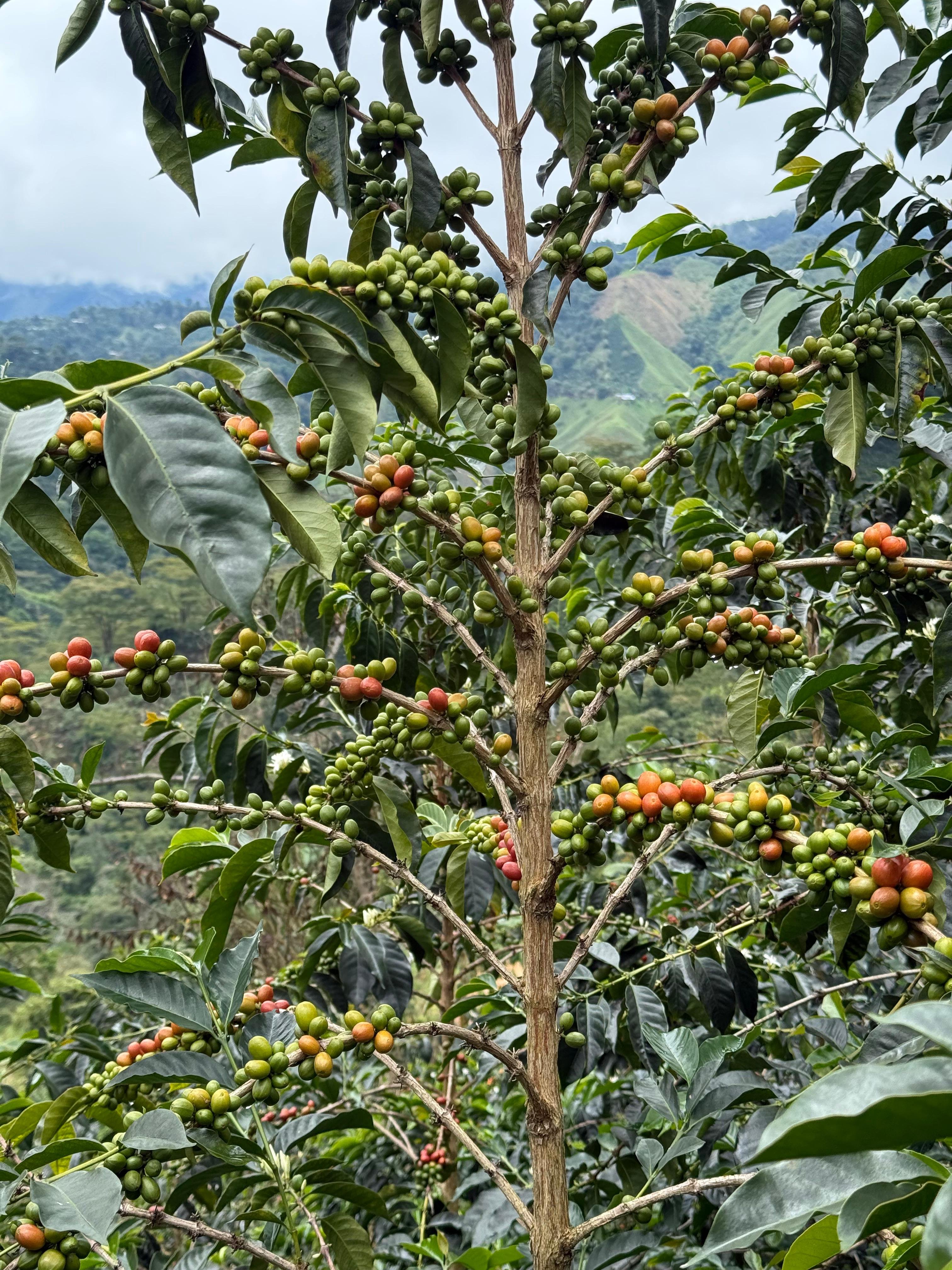 Colombia La Roca State  Chiroso