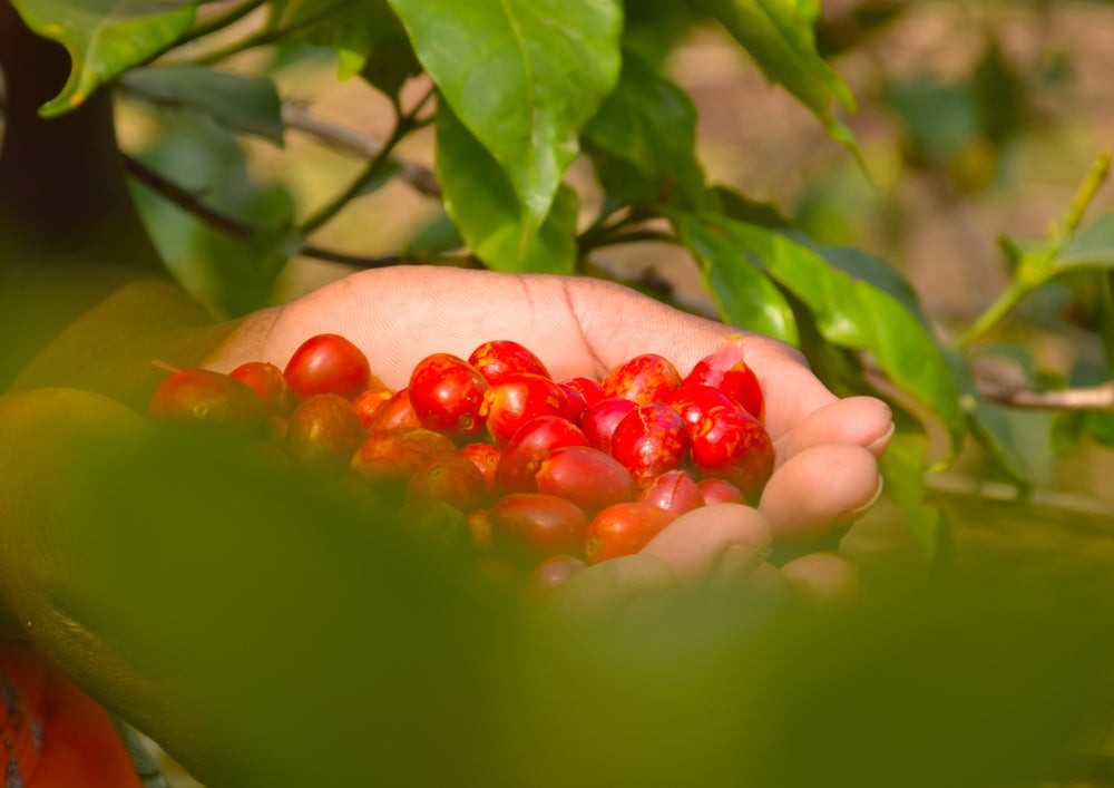 Rwanda Kabyiniro Red Bourbon