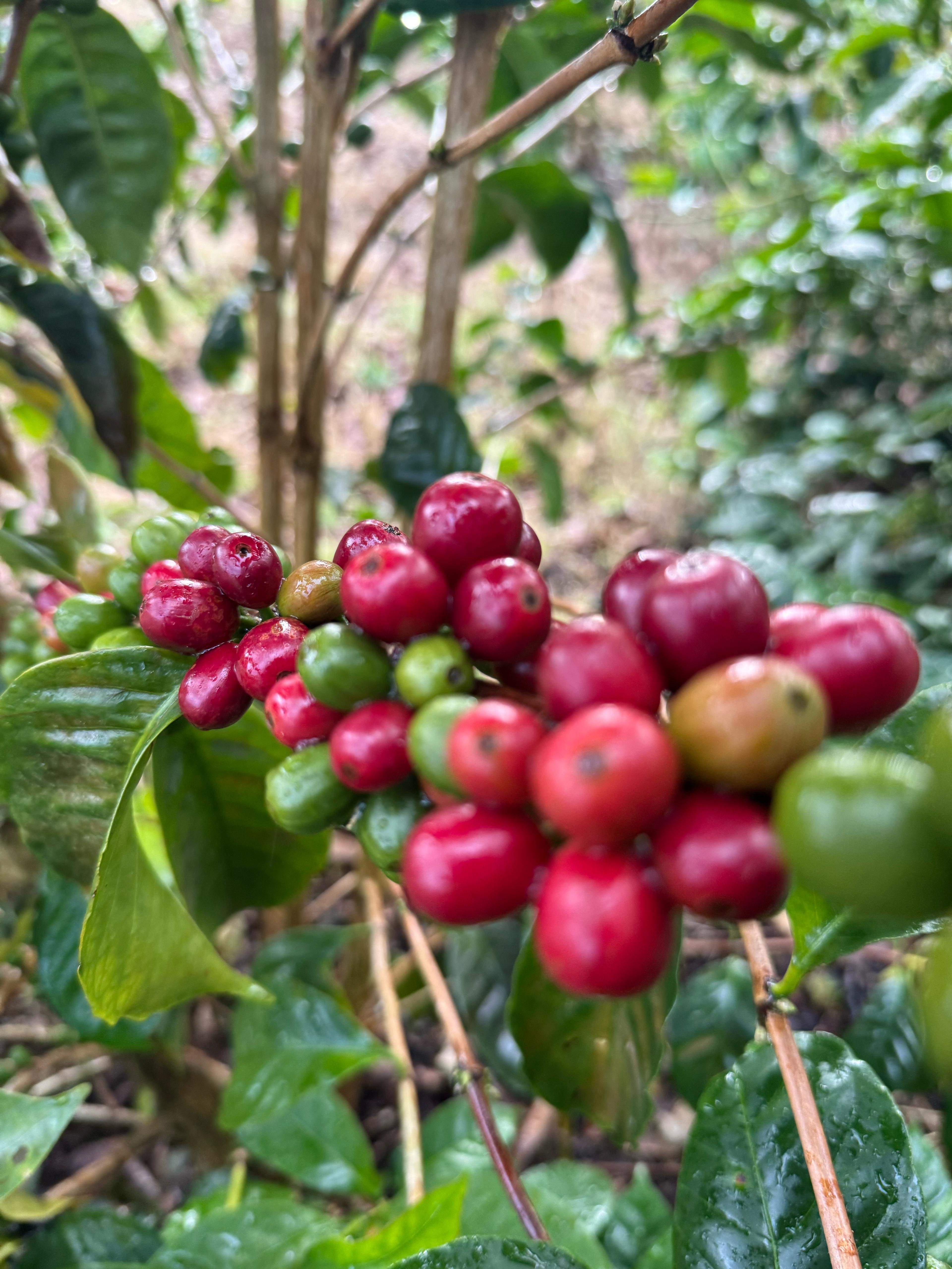 Panama Chevas Gesha Venus