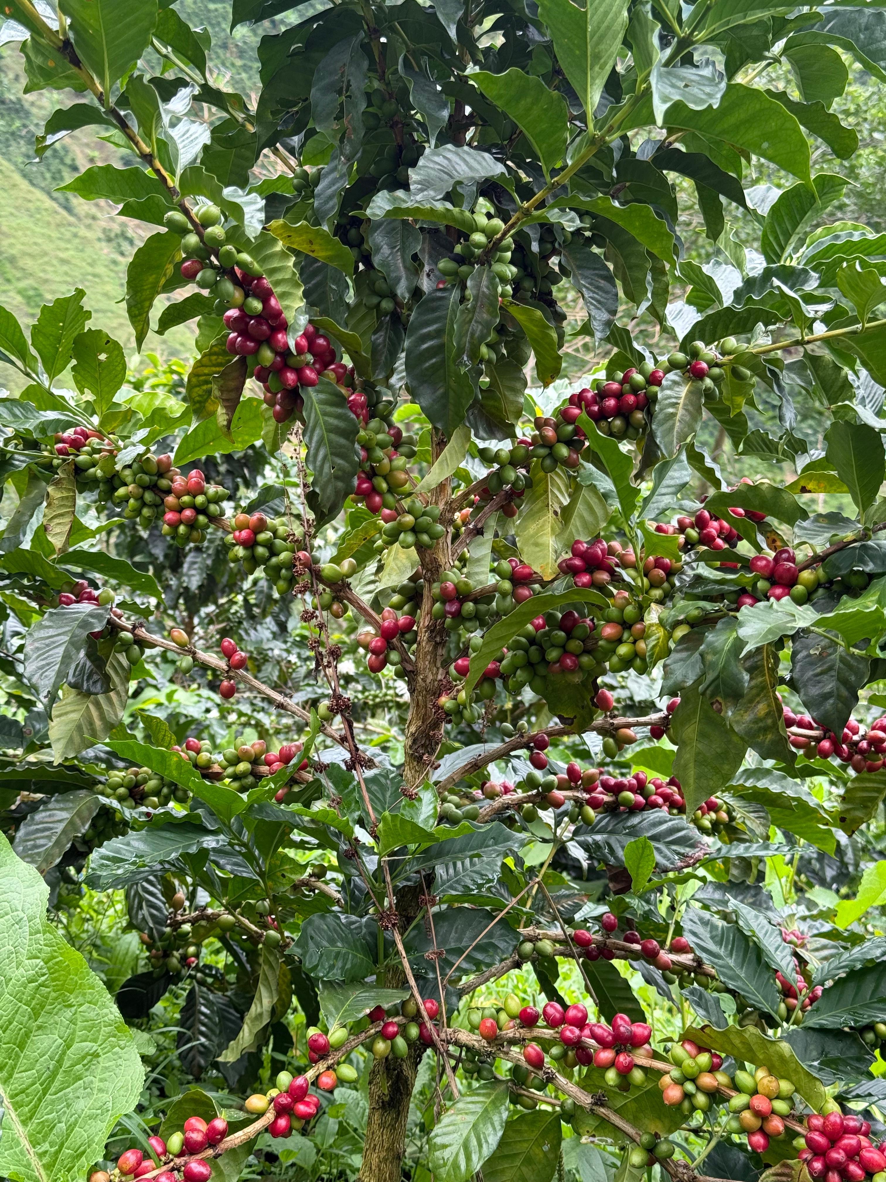 Colombia La Roca State  Chiroso
