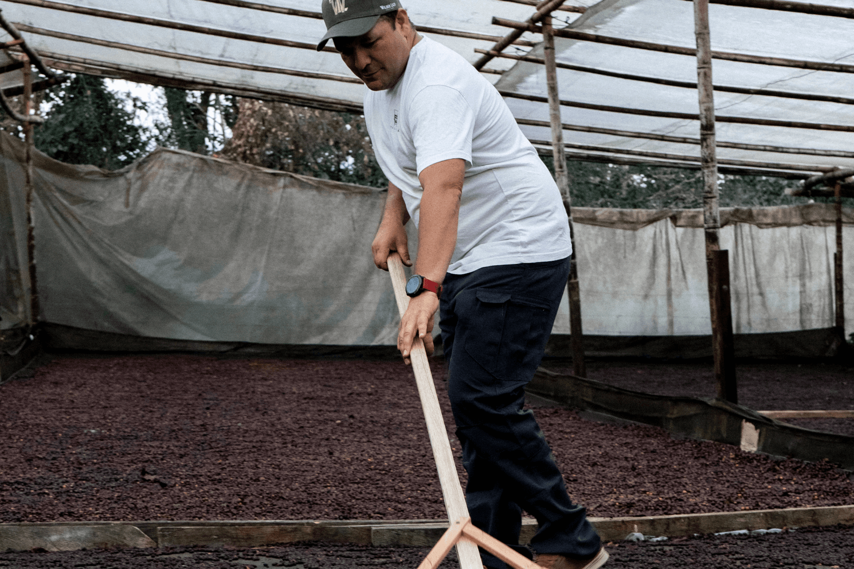 Colombia Finca La Dinastía Geisha Lot 4 