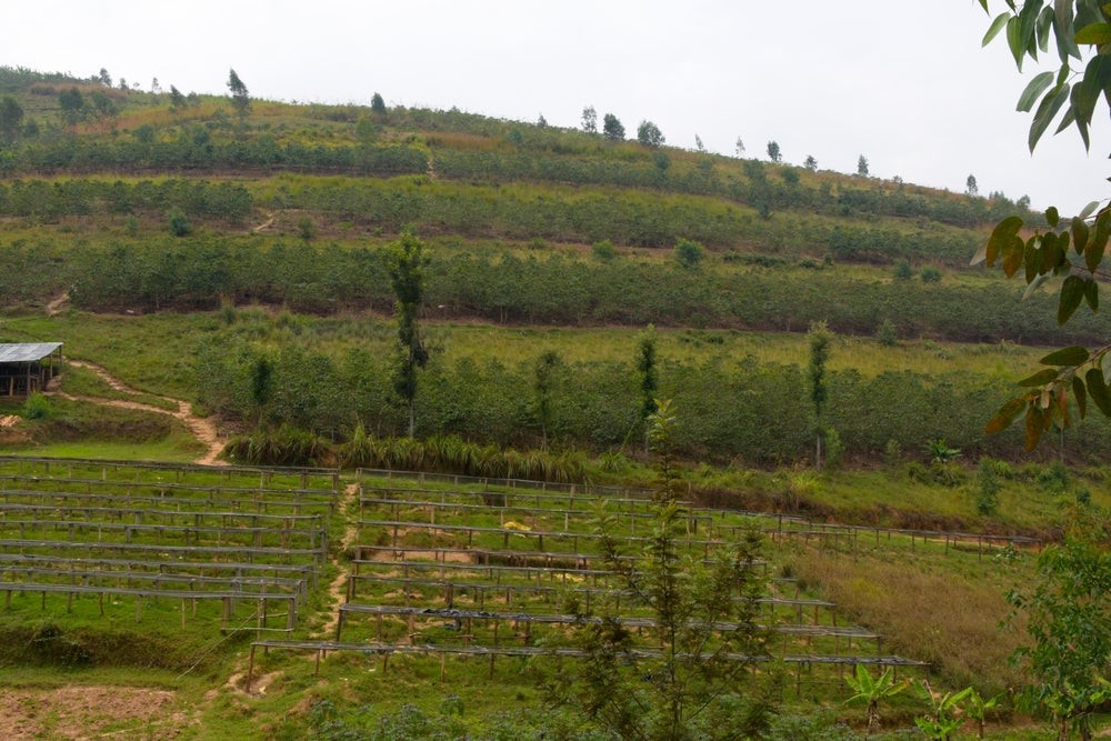Rwanda Kabyiniro Red Bourbon