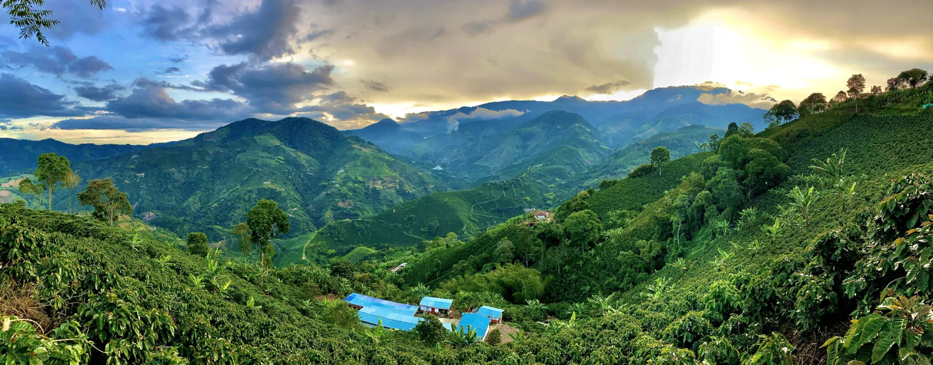 Colombia Finca Mikava Gesha Lot 702
