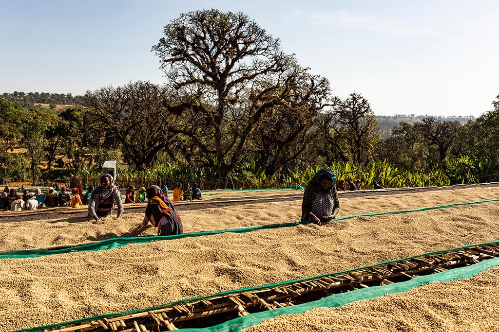 Ethiopia Limu