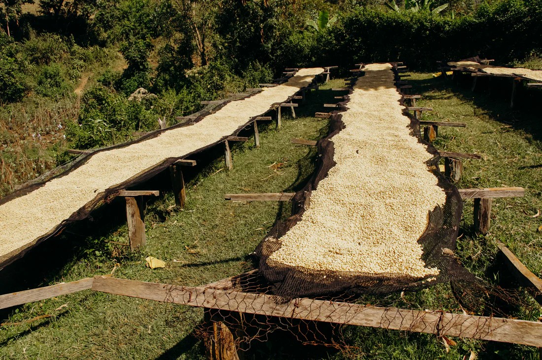 Kenya Gakuyuini