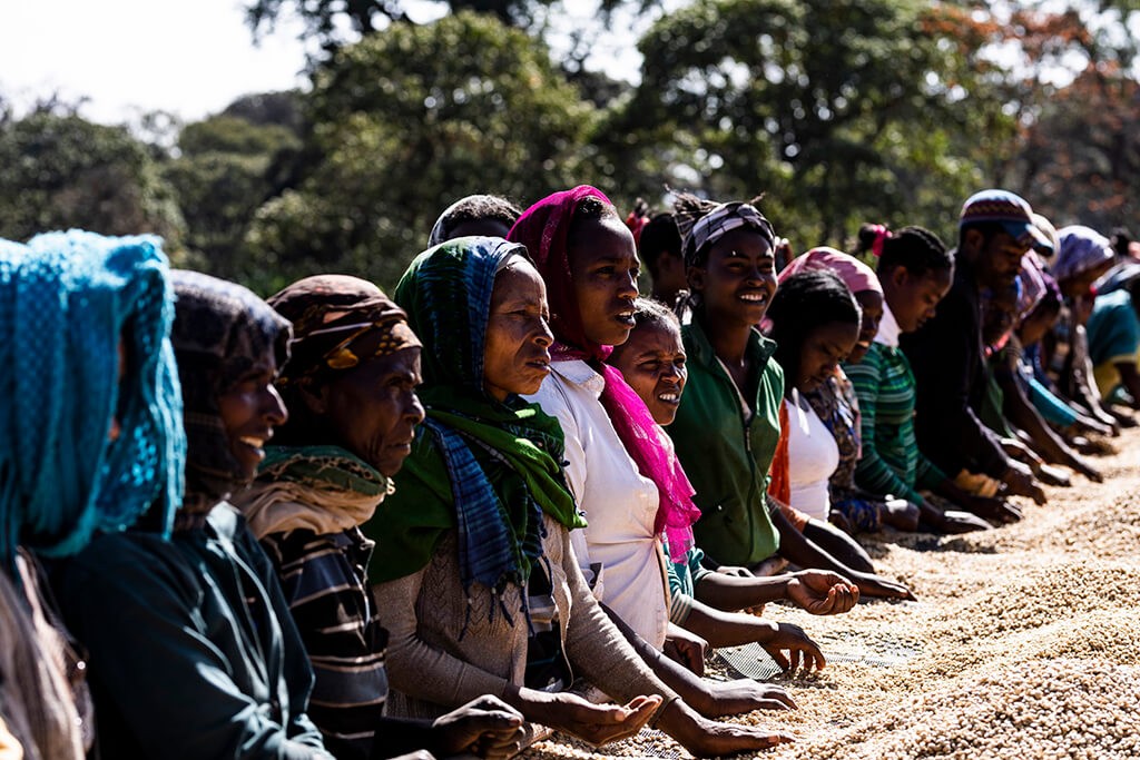 Ethiopia Limu