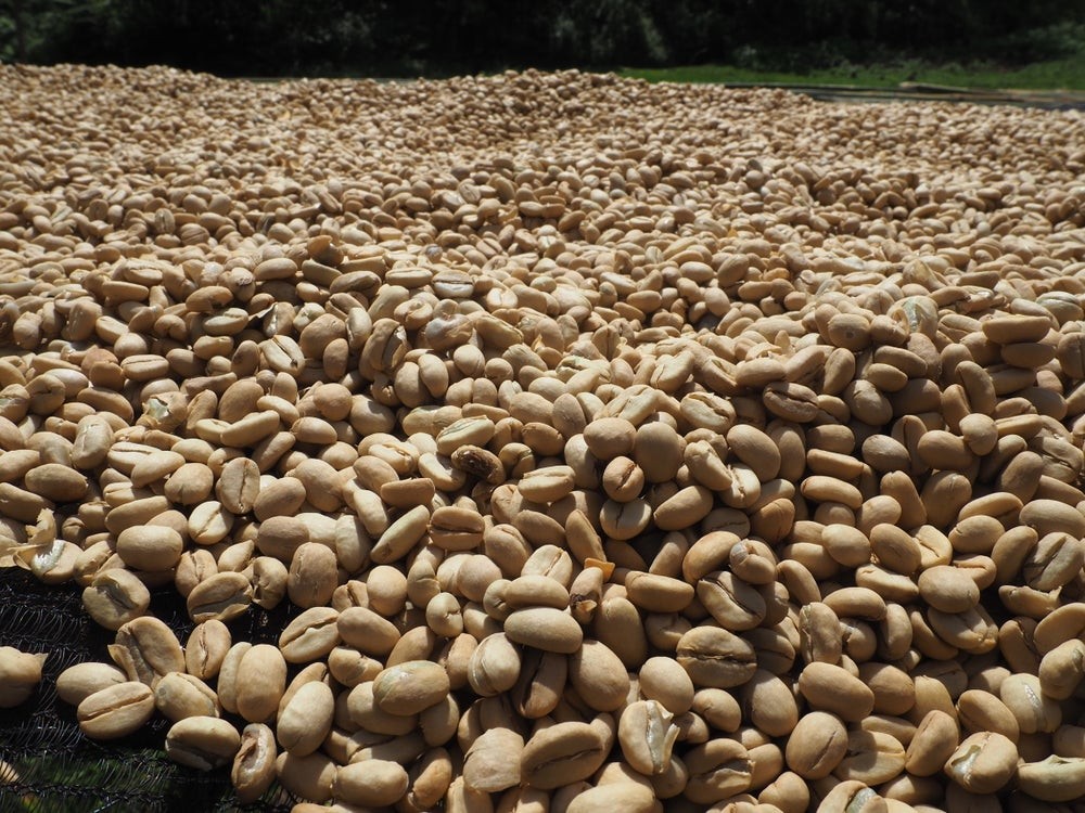Ethiopia Limu