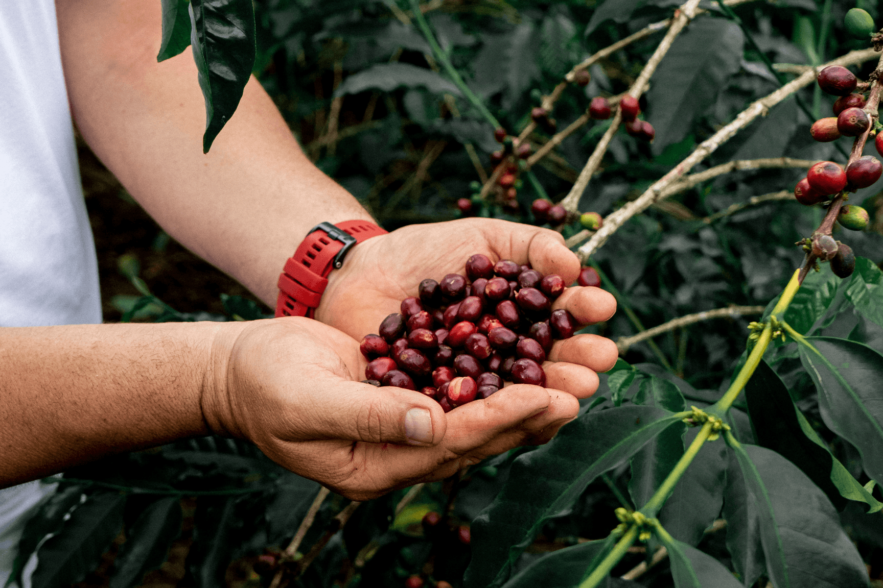 Colombia Finca La Dinastía Geisha Lot 4 