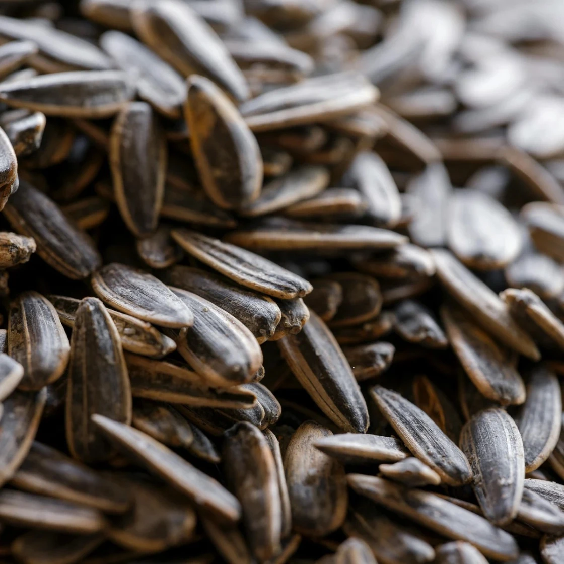 Ay Çekirdeği (Çiğdem)