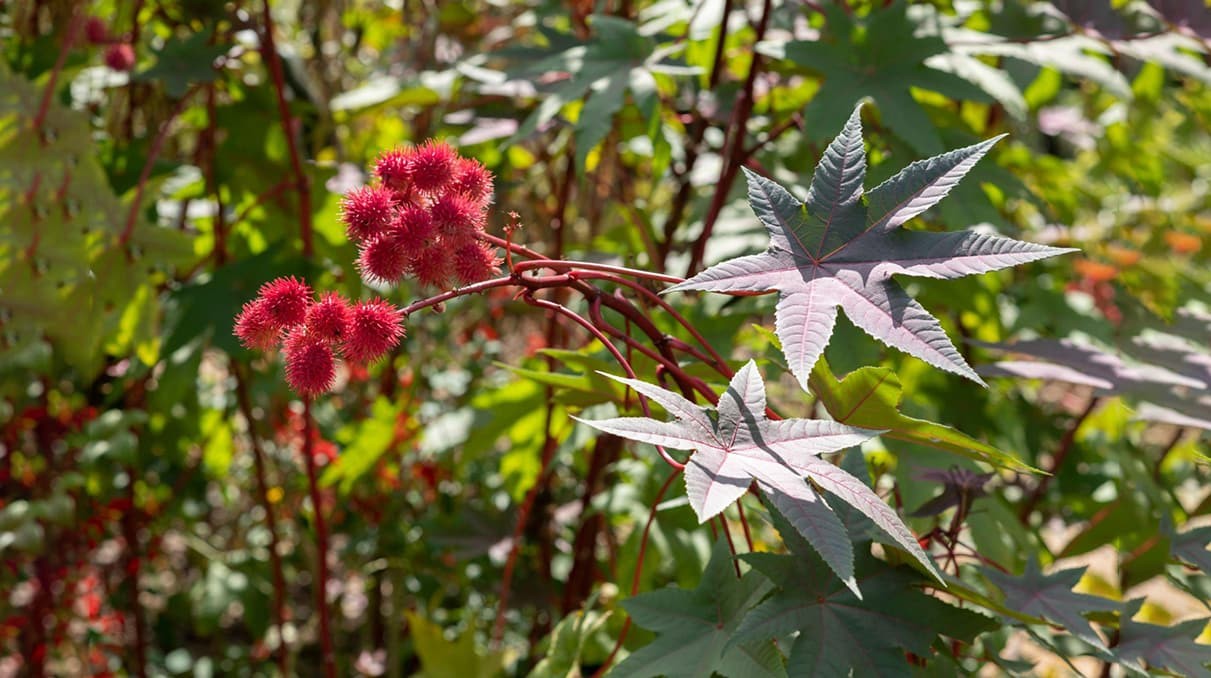 HİNT YAĞI - Ricinus Communis 100ml