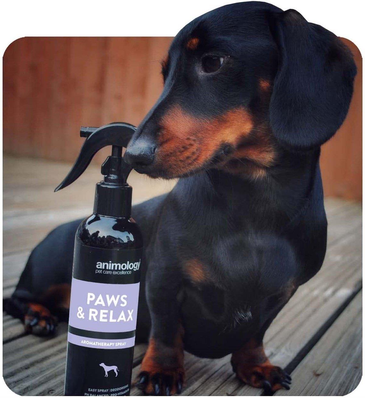 Animology Paws Relax Aromatherapy Spray Rahatlatıcı Köpek Tüy Bakım Spreyi 250 ML.