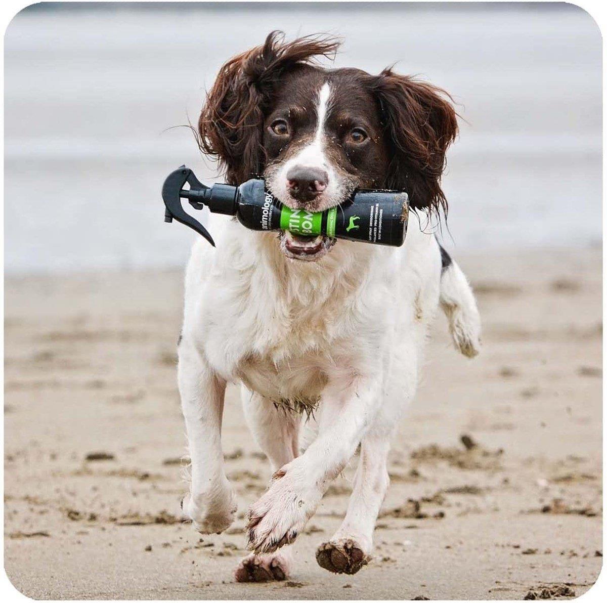 Animology Stink Bomb Spray Kötü Koku Giderici Köpek Bakım Spreyi 250 ML.