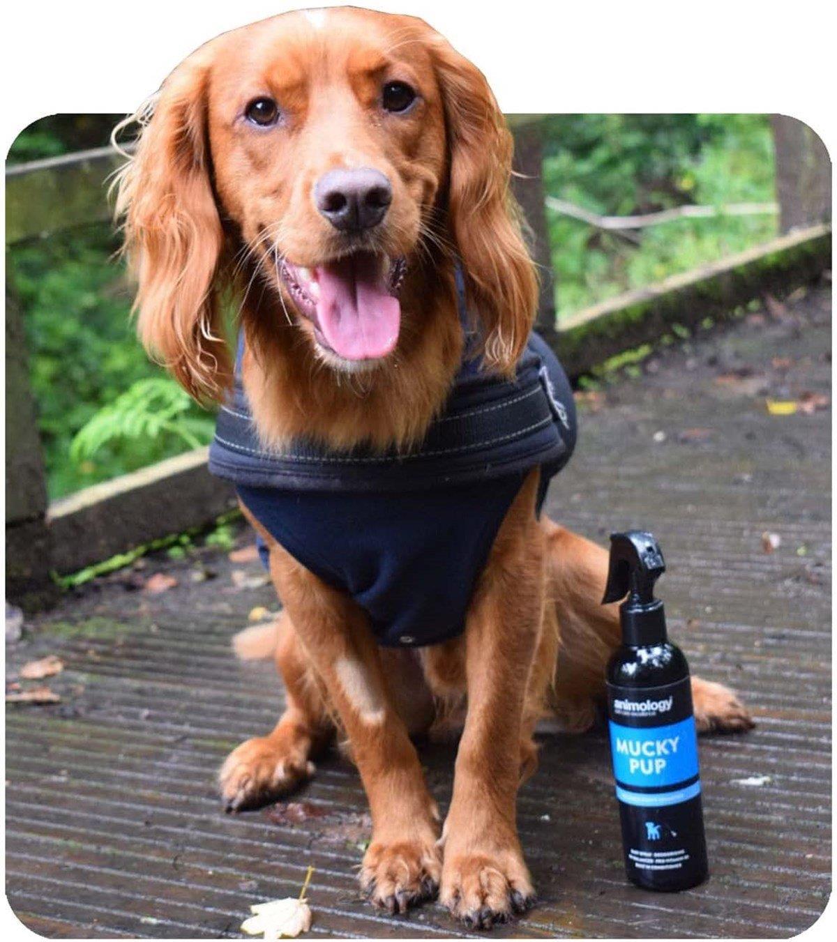 Animology Mucky Pup No Rinse Shampoo Durulamasız Yavru Köpek Şampuanı 250 ML.