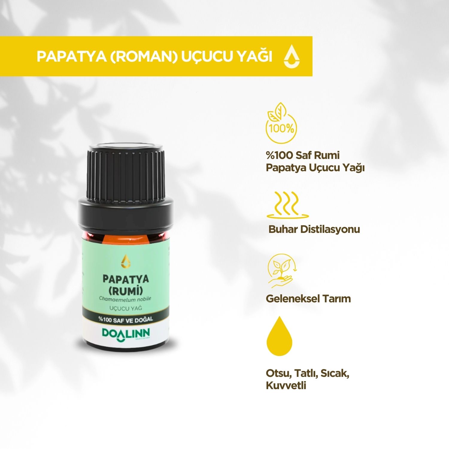 Papatya (Roman) Uçucu Yağı (Anthemis nobilis)