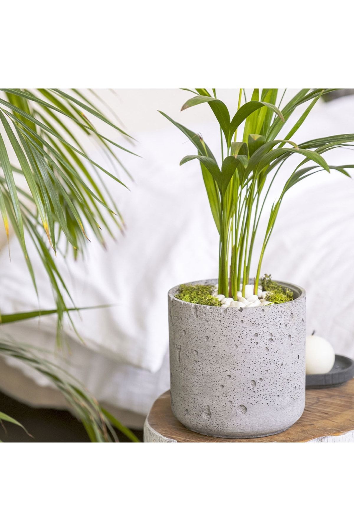 Silindir Beton Saksı, Sukulent Saksısı, Kaktüs Saksısı