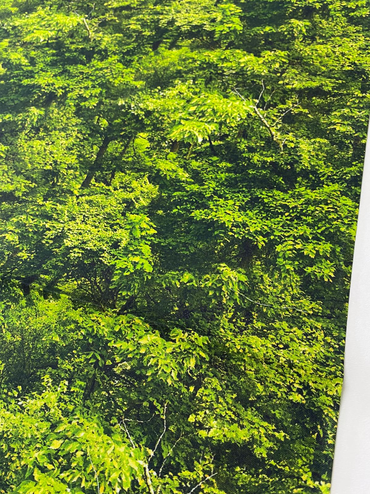 MM| NORTH COUNTRY-DDC12452-TREELINES