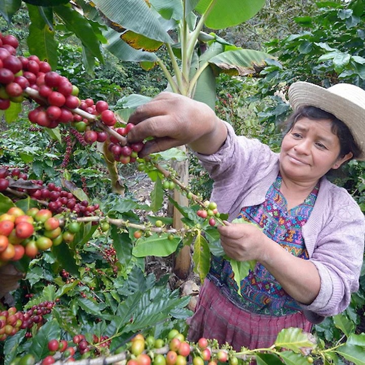 Guatemala Antigua SHB