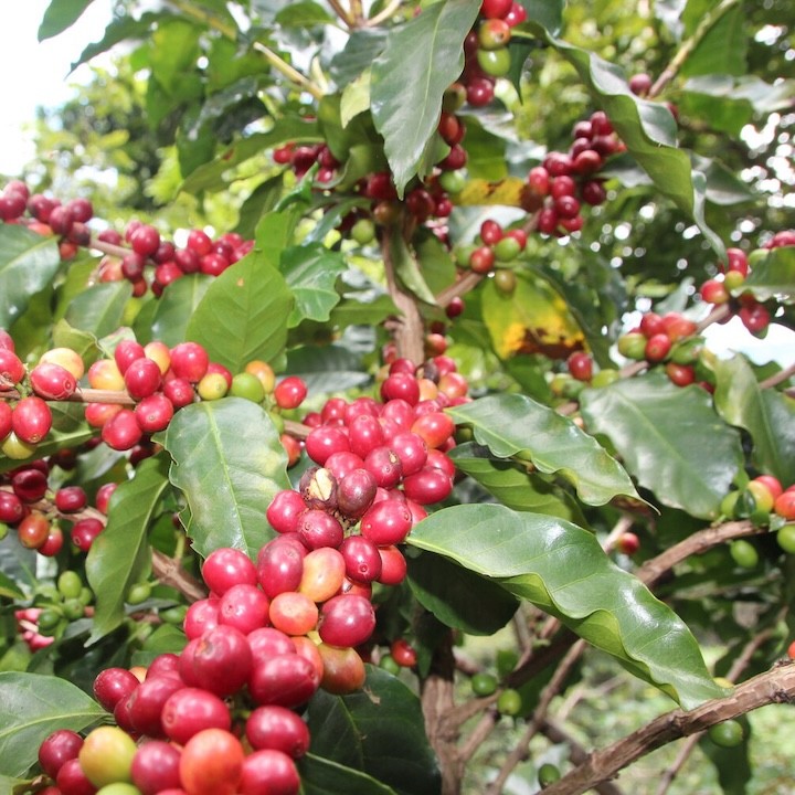 Costa Rica Los Cipreses 