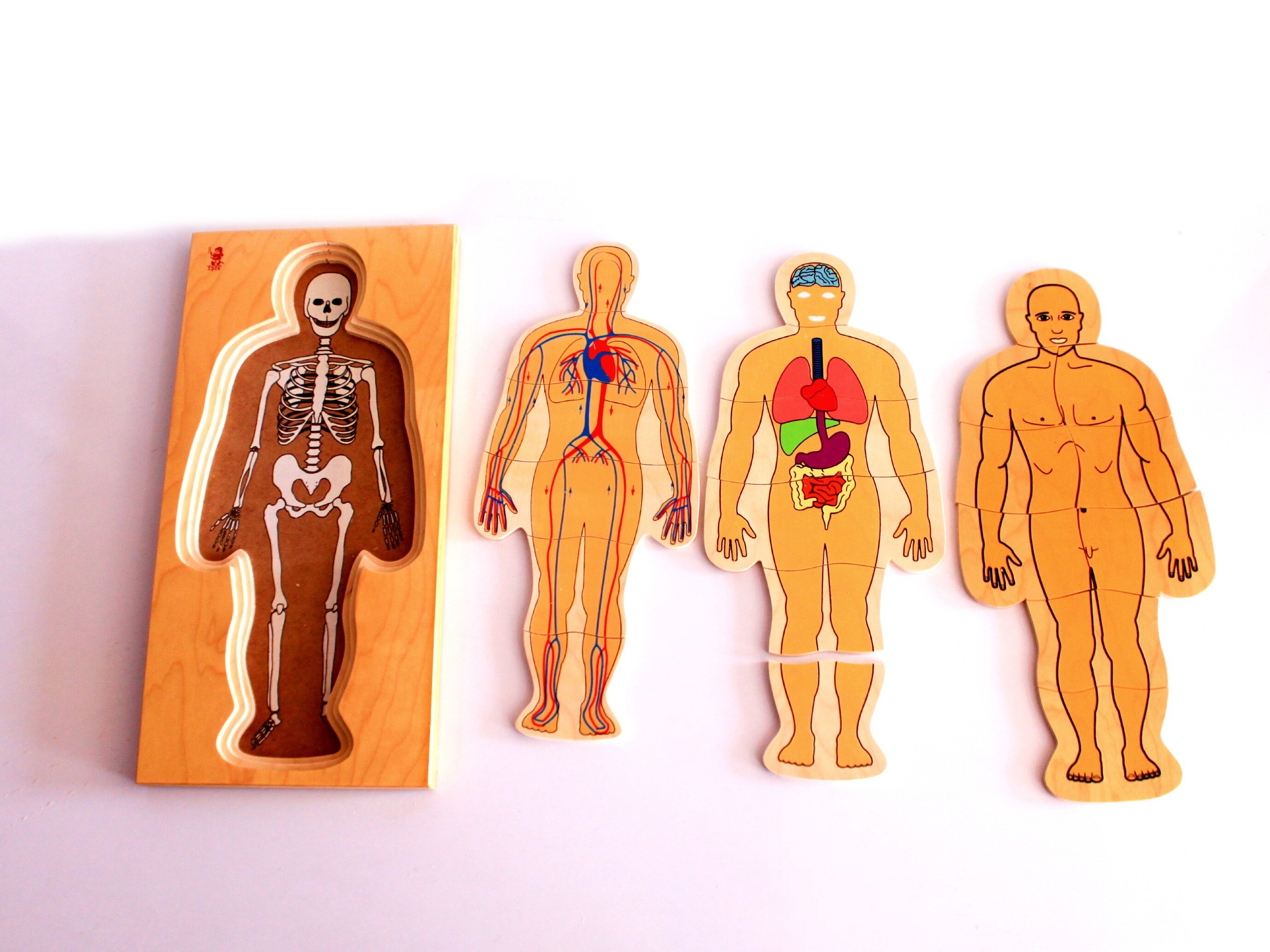 Human Body Layers Wooden Puzzle | WoodNotion Işık Toys