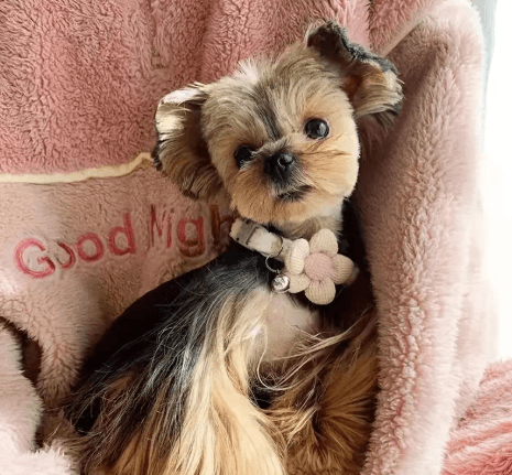 Çiçek Detaylı Renkli Kedi Tasması – Zilli Ayarlanabilir Köpek Boyunluğu
