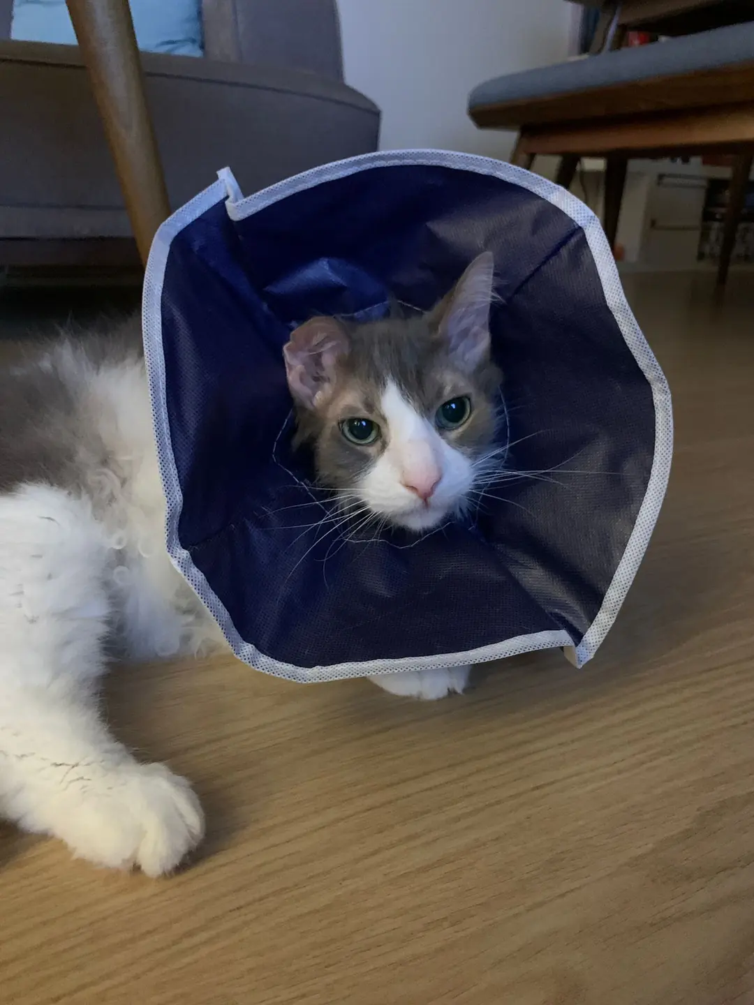 Müşteri fotoğrafı - Buster Kedi Yakalığı Soft kullanımda