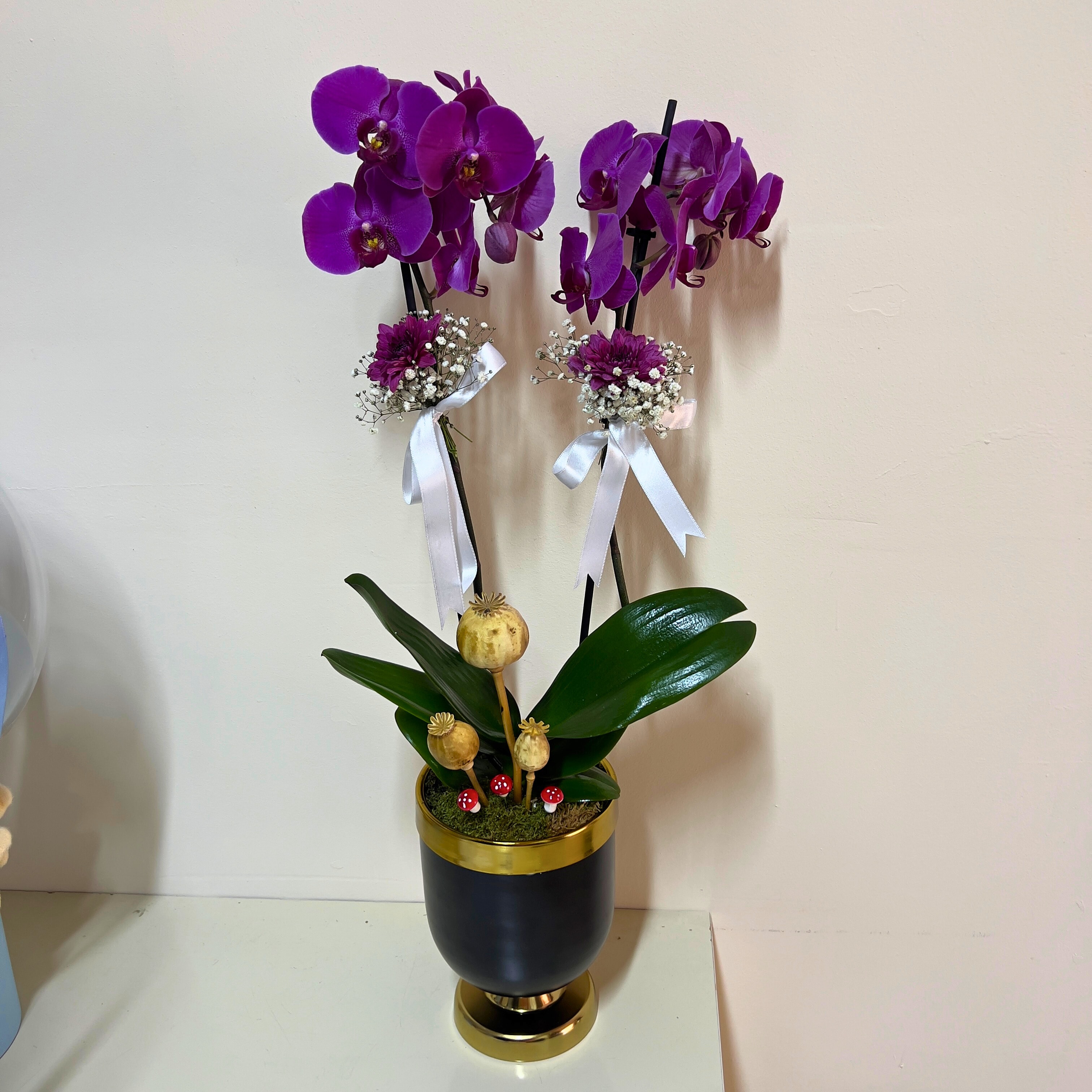  Saksıda Mor Çiftli Orkide Arajmanlı