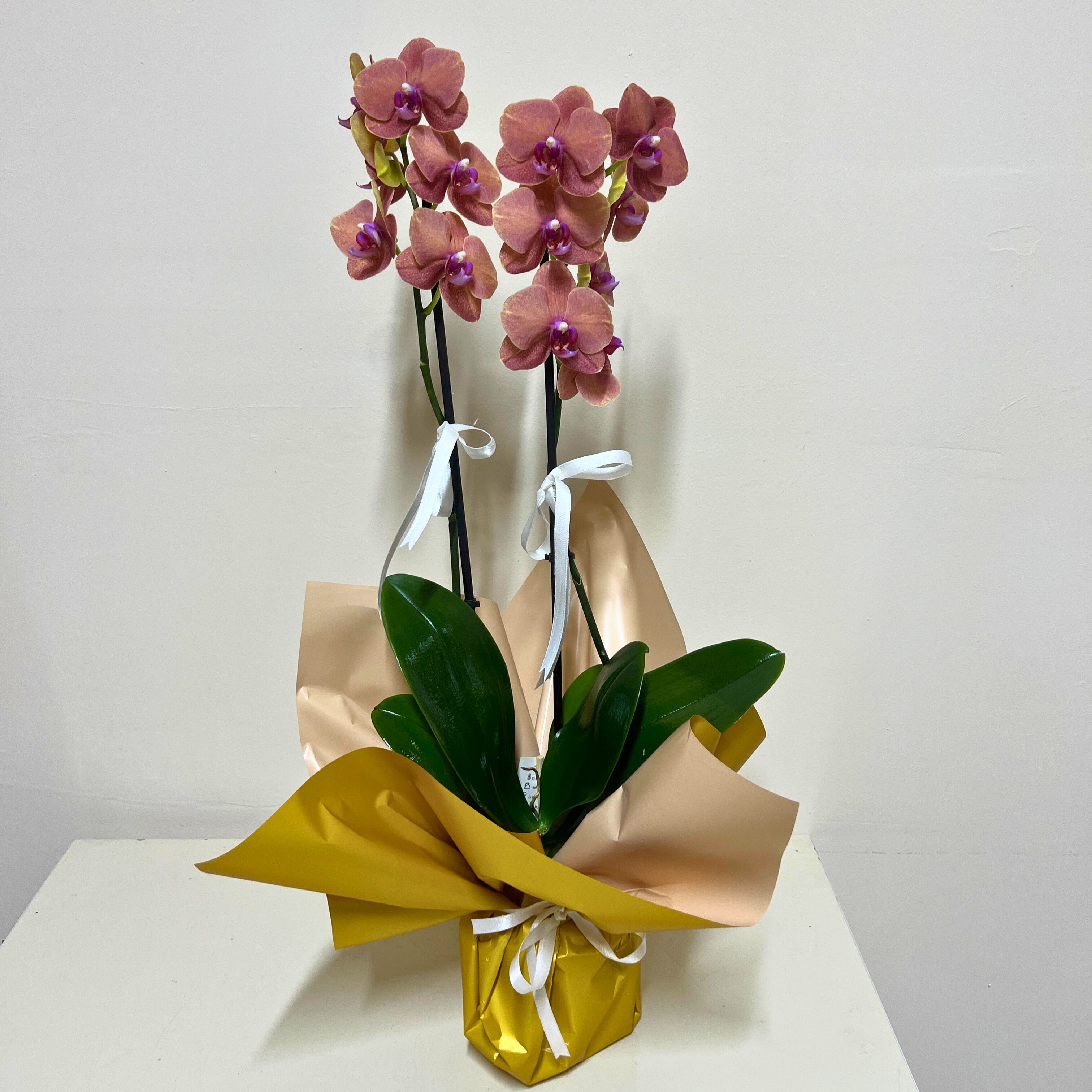 Somon Renk Çift Dallı Orkide