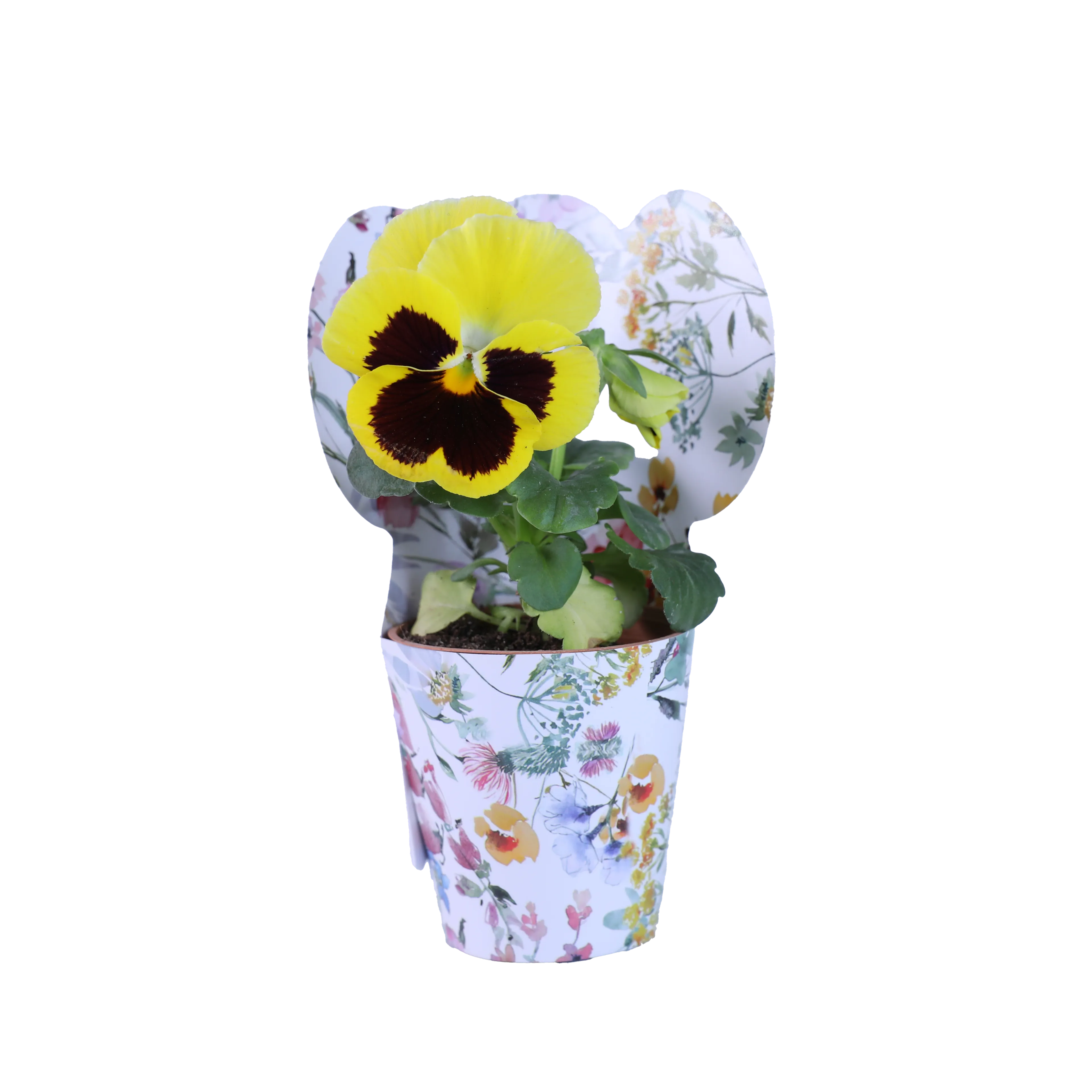 Öğretmenlerimize Özel Rengarenk Sukulent ve Çiçekler 