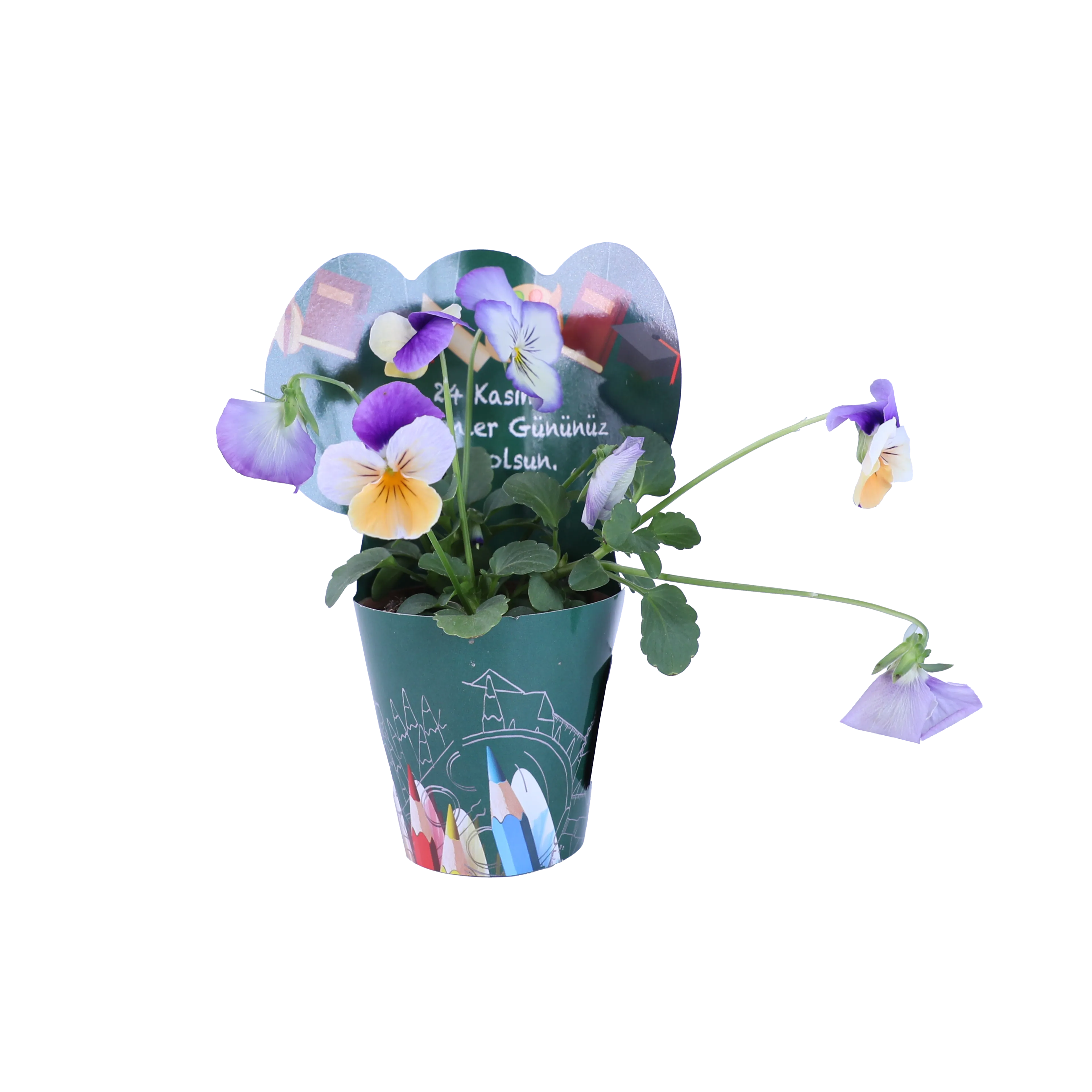 Öğretmenlerimize Özel Rengarenk Sukulent ve Çiçekler 