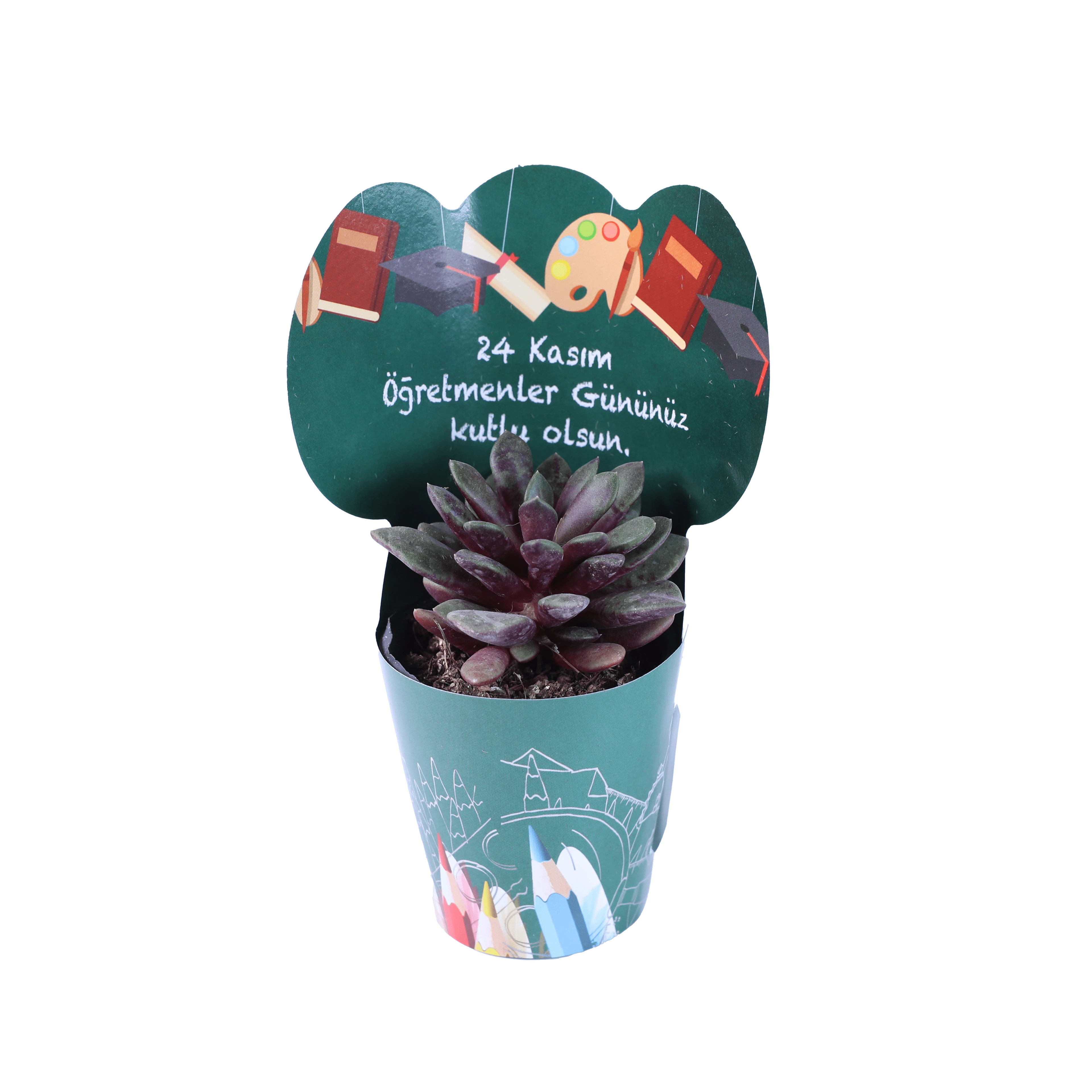 Öğretmenlerimize Özel Rengarenk Sukulent ve Çiçekler 