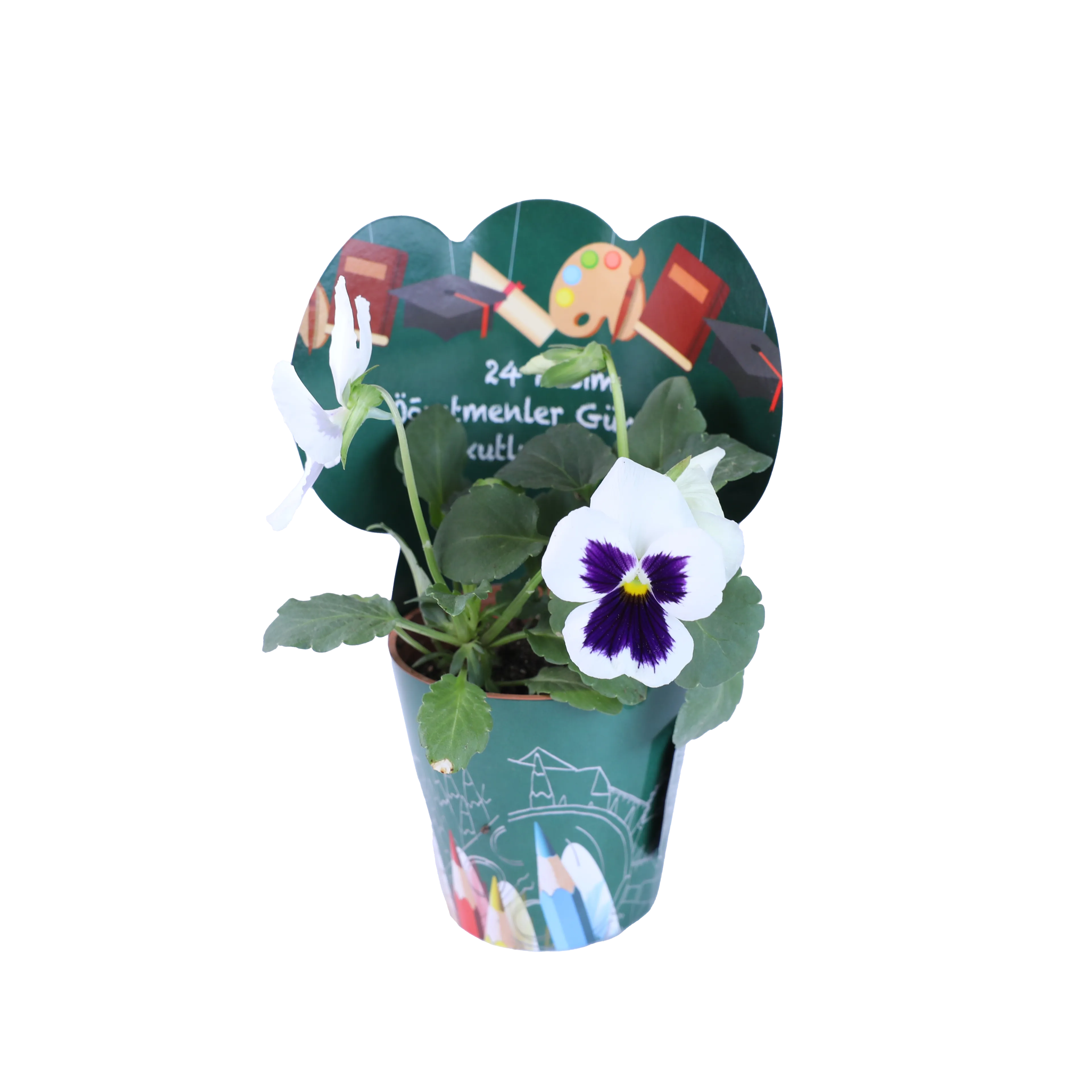 Öğretmenlerimize Özel Rengarenk Sukulent ve Çiçekler 