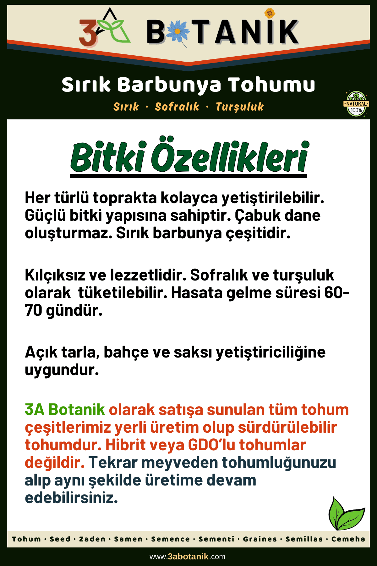 Sırık Barbunya Tohumu