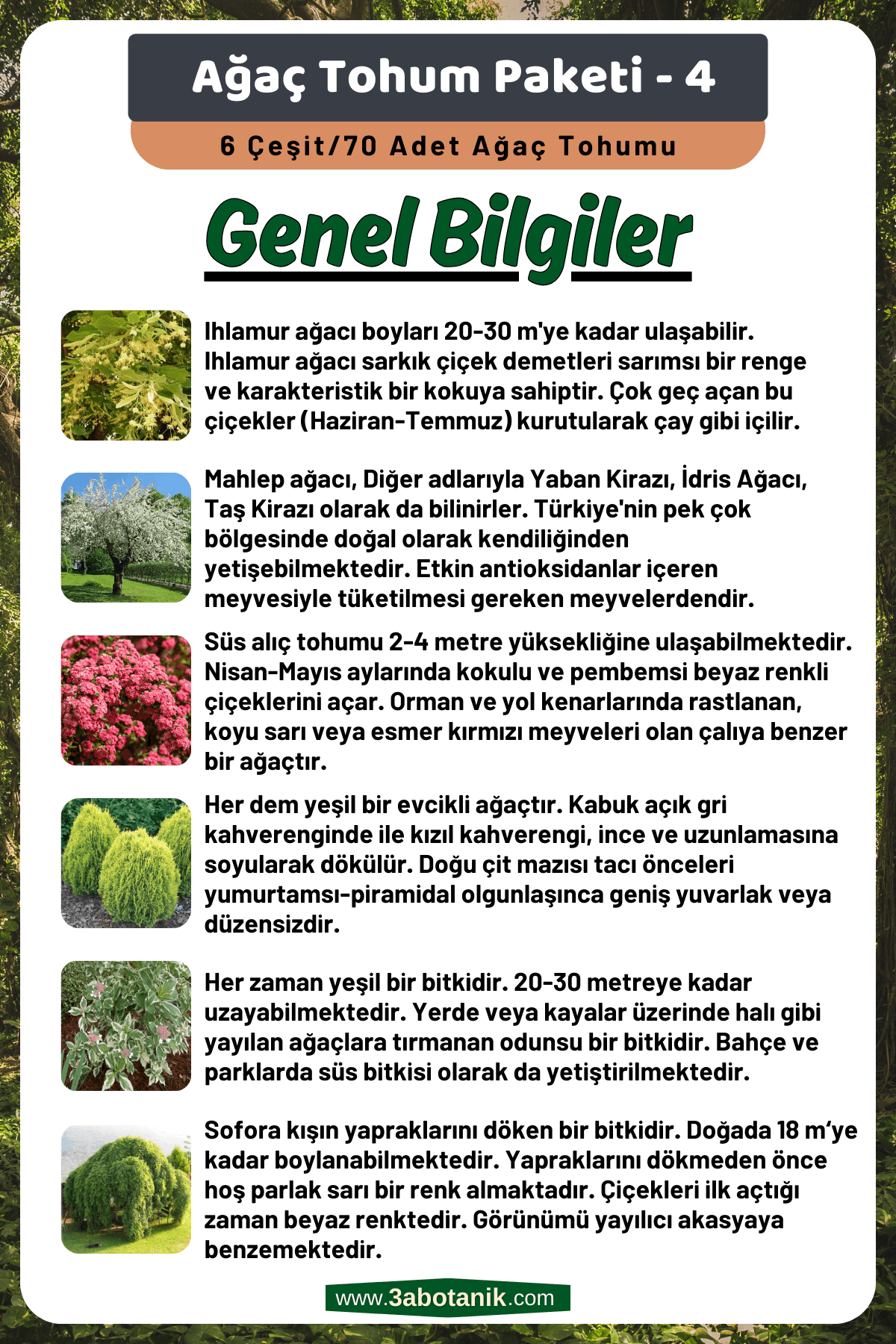 Ağaç Tohum Seti - 4