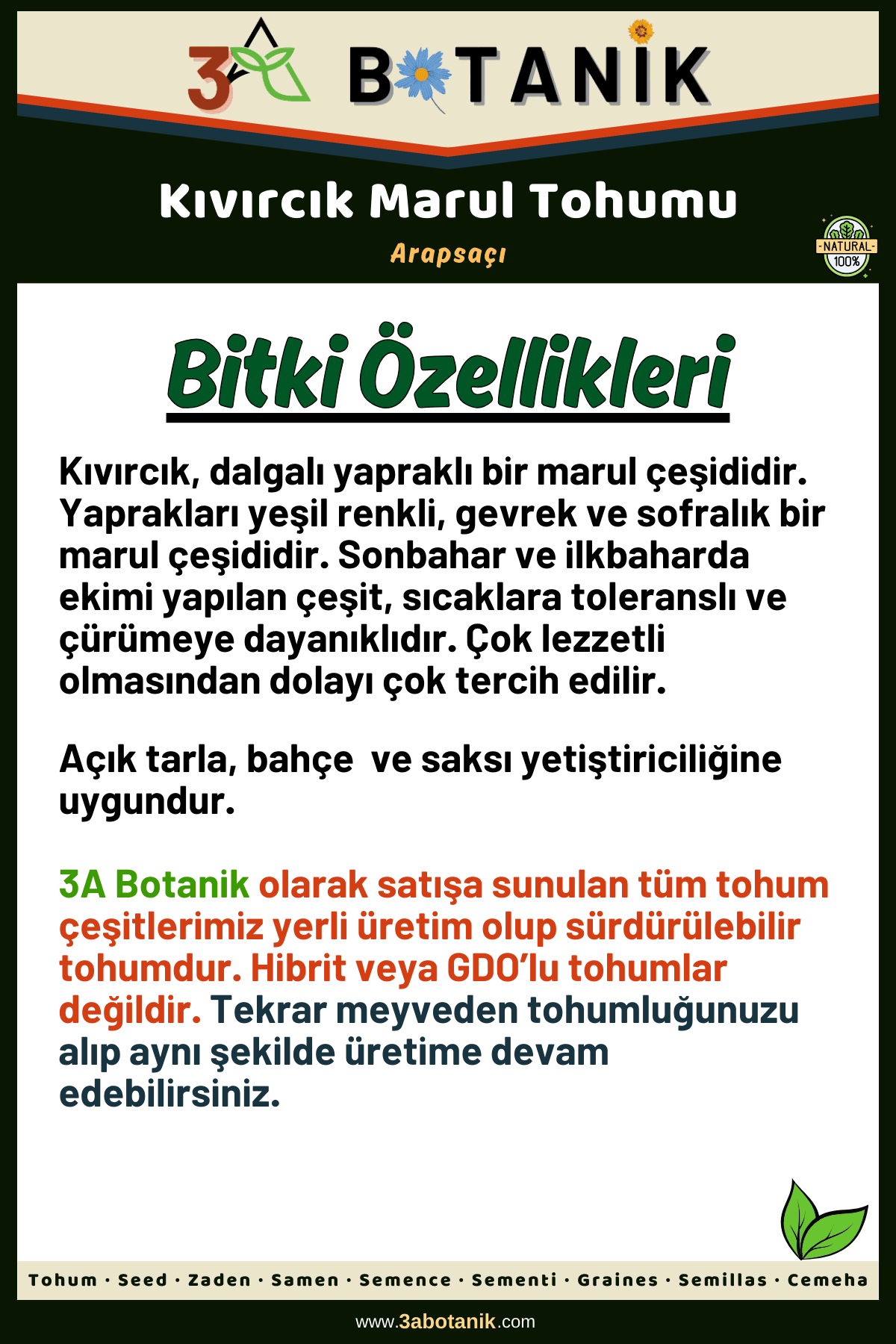 Kıvırcık Marul Tohumu