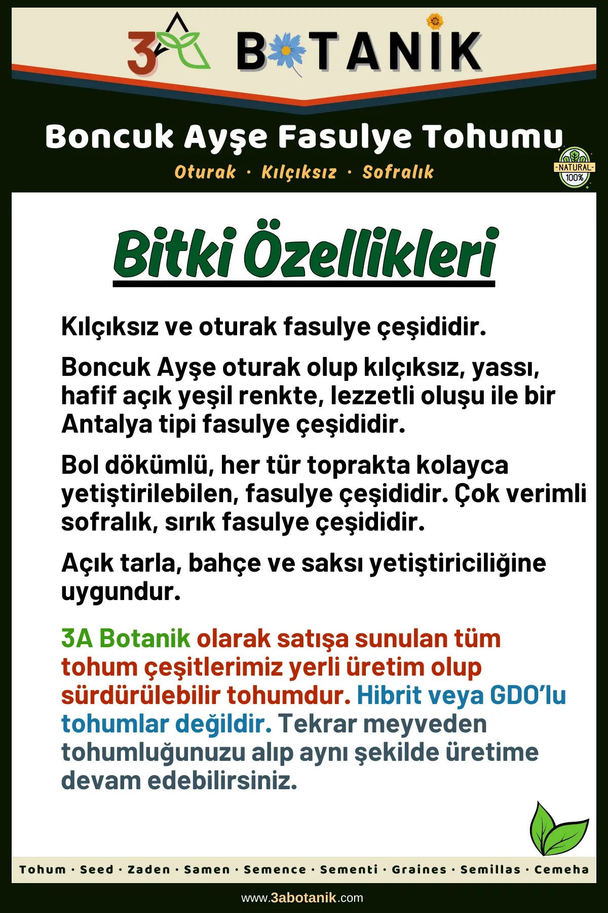 Boncuk Ayşe Fasulye Tohumu