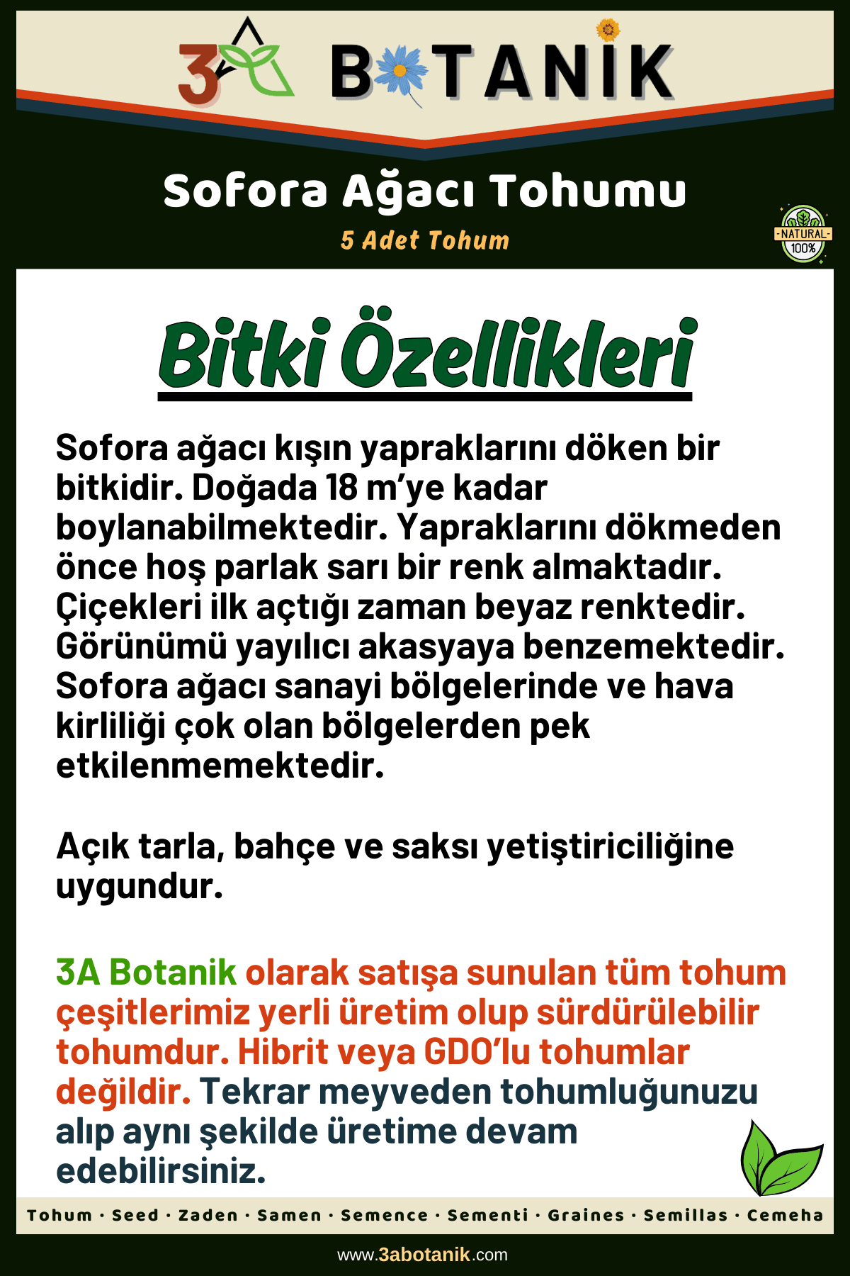 Sofora Ağacı Tohumu, 5 Adet Tohum