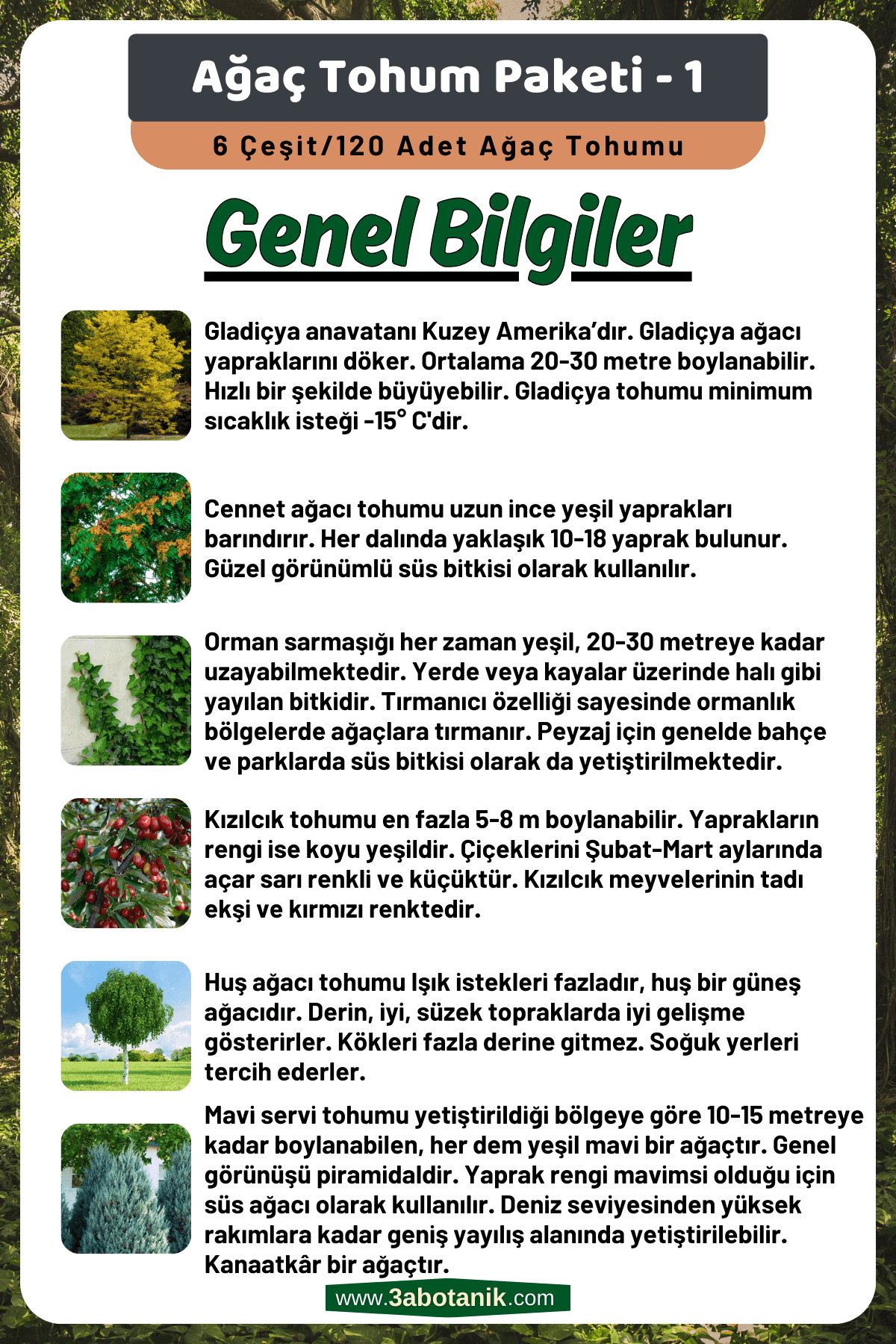 Ağaç Tohum Seti - 1