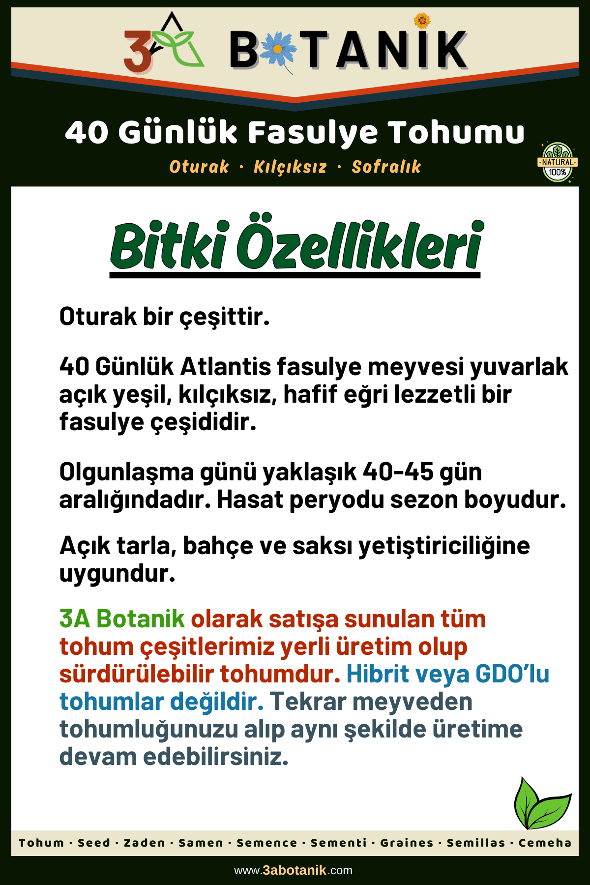 40 Günlük Fasulye Tohumu