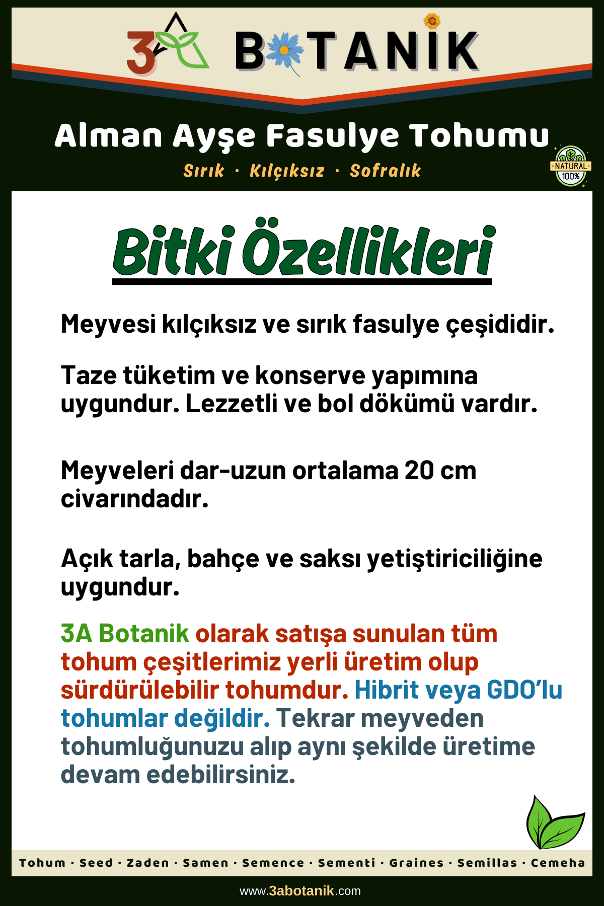 Alman Ayşe Fasulye Tohumu