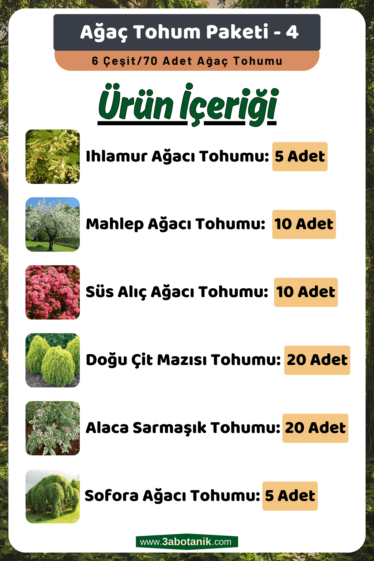 Ağaç Tohum Seti - 4